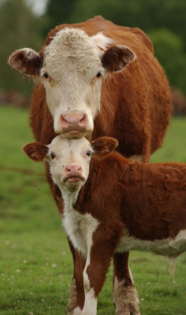 Adult Cow And Calf In Pasture