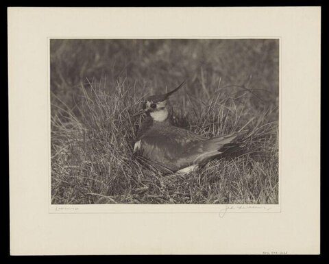 Lapwing Nesting in Grass