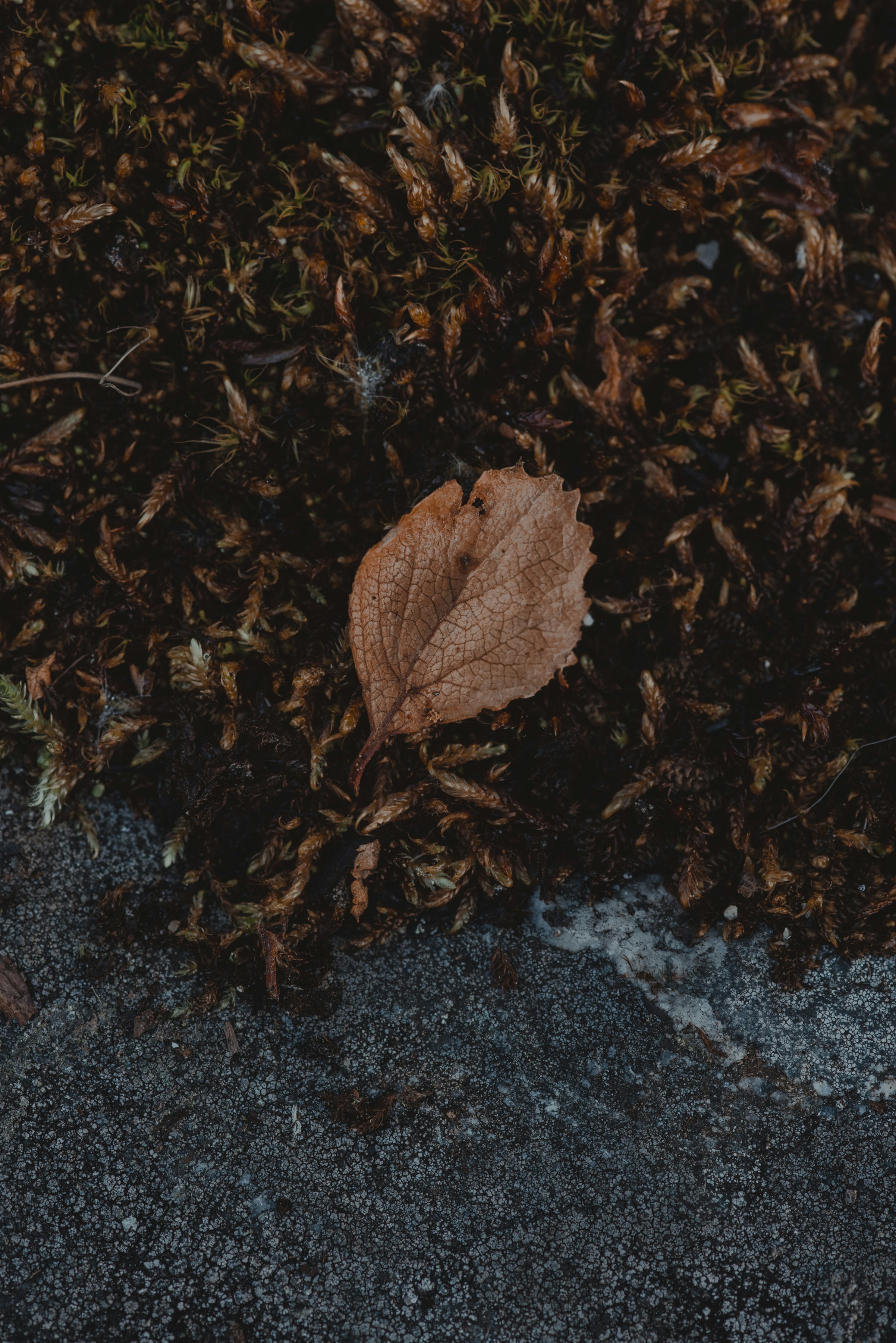 Dried Leaf On Dark Moss