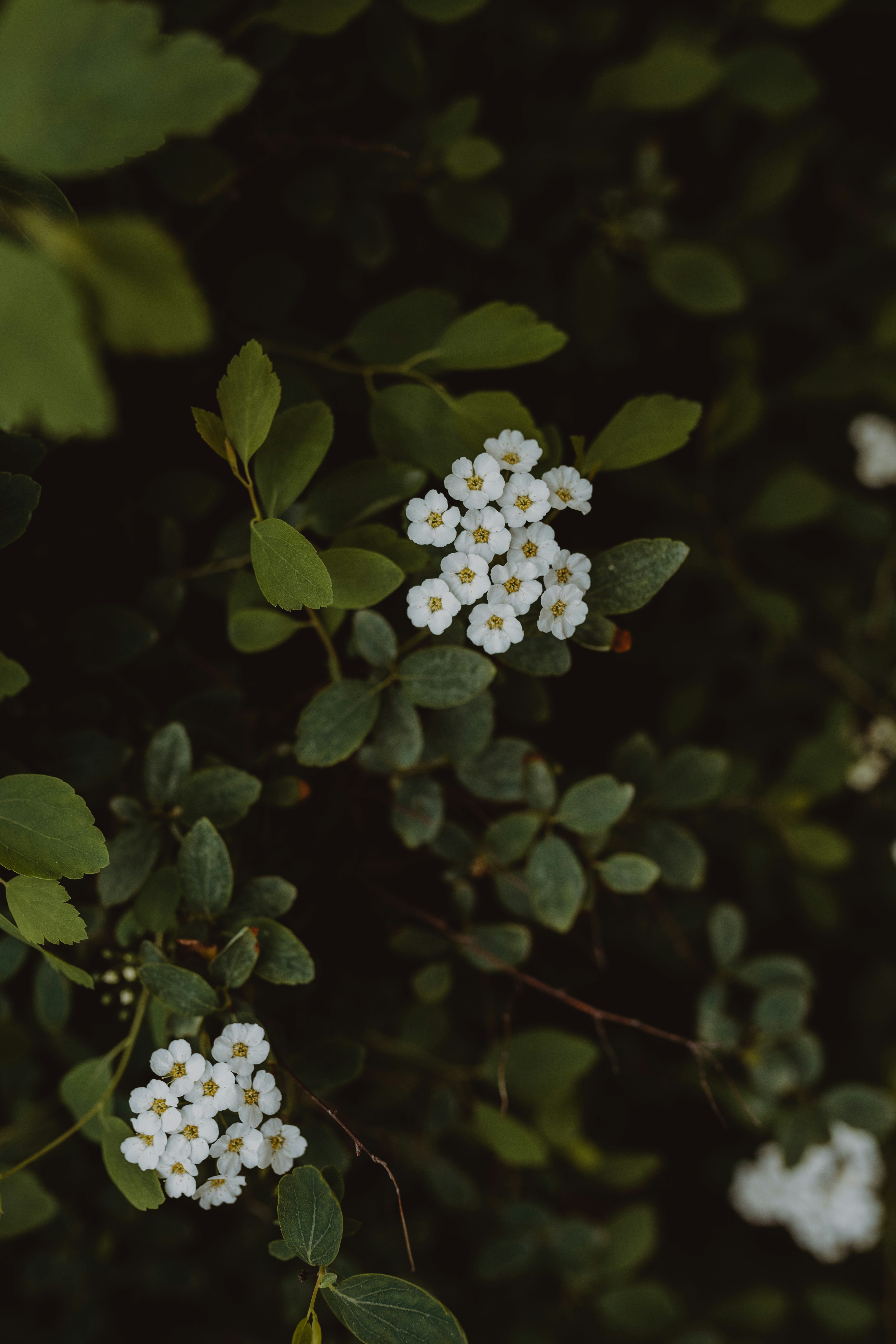 Clustered White Flowers Among Green Leaves