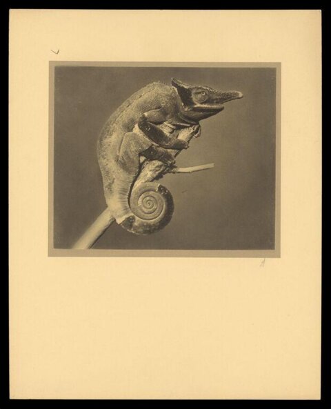 Vintage Photo of Chameleon on Branch
