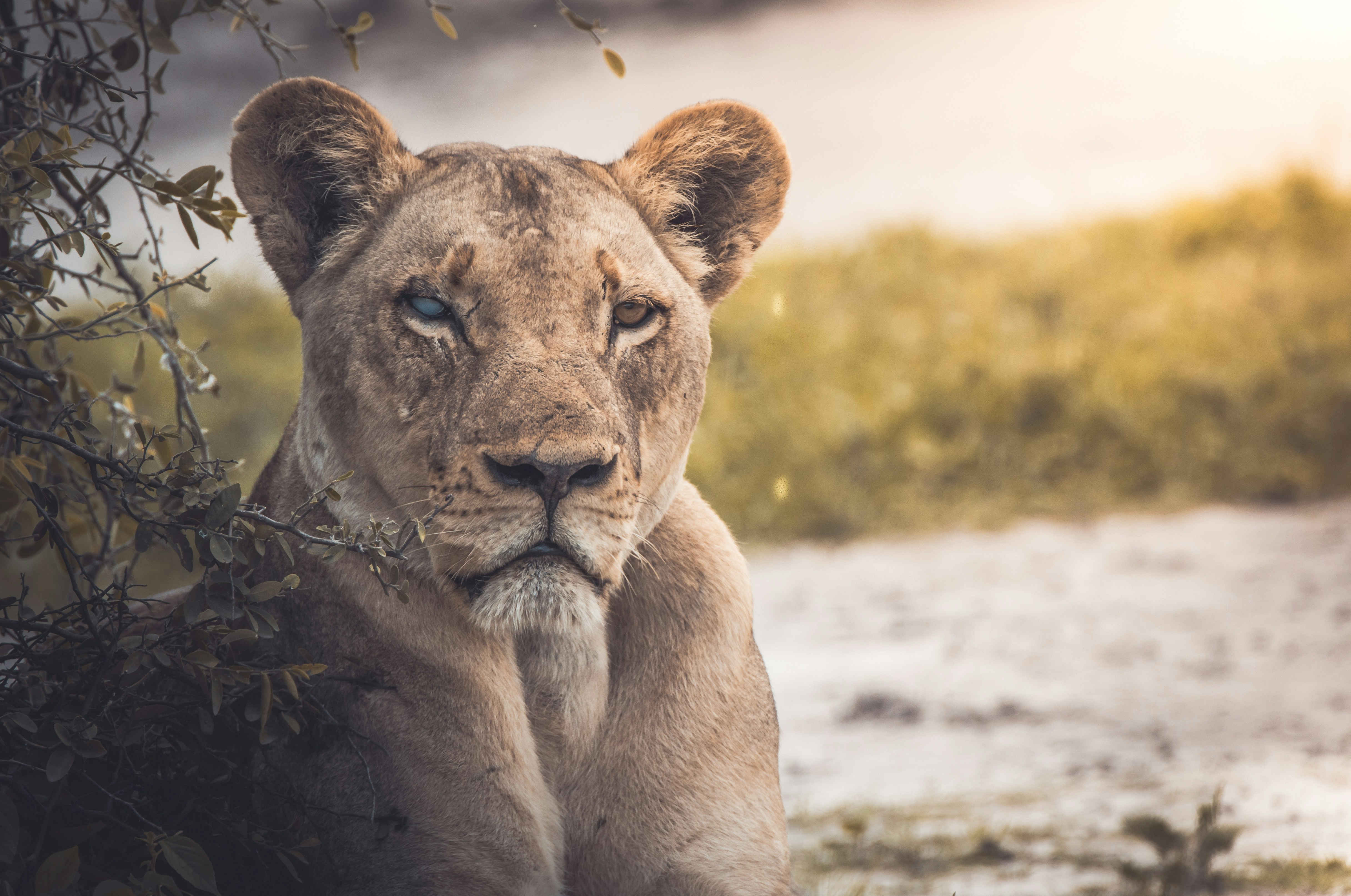 One-eyed Lioness Resting in Savanna