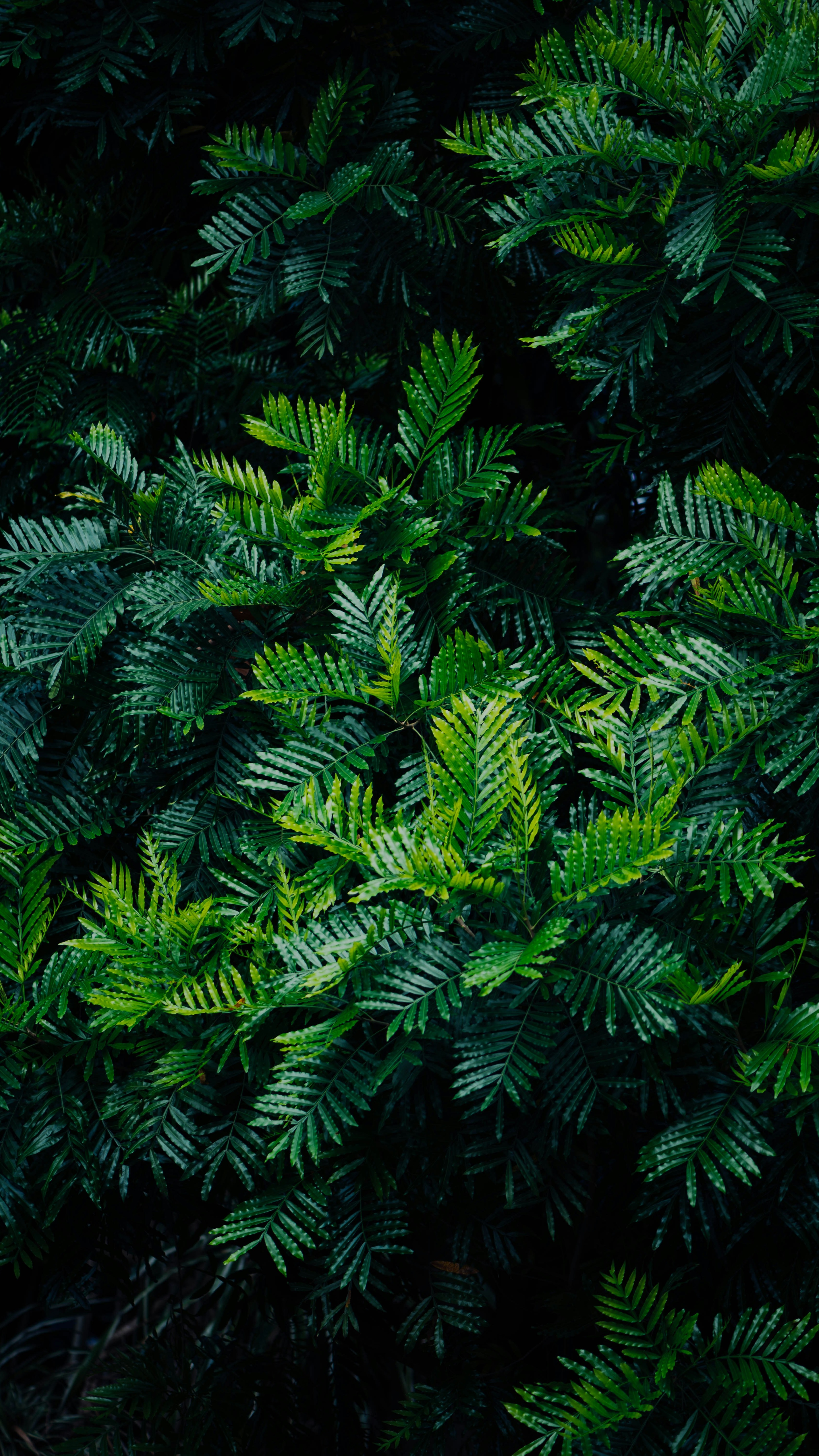 Wallpapers