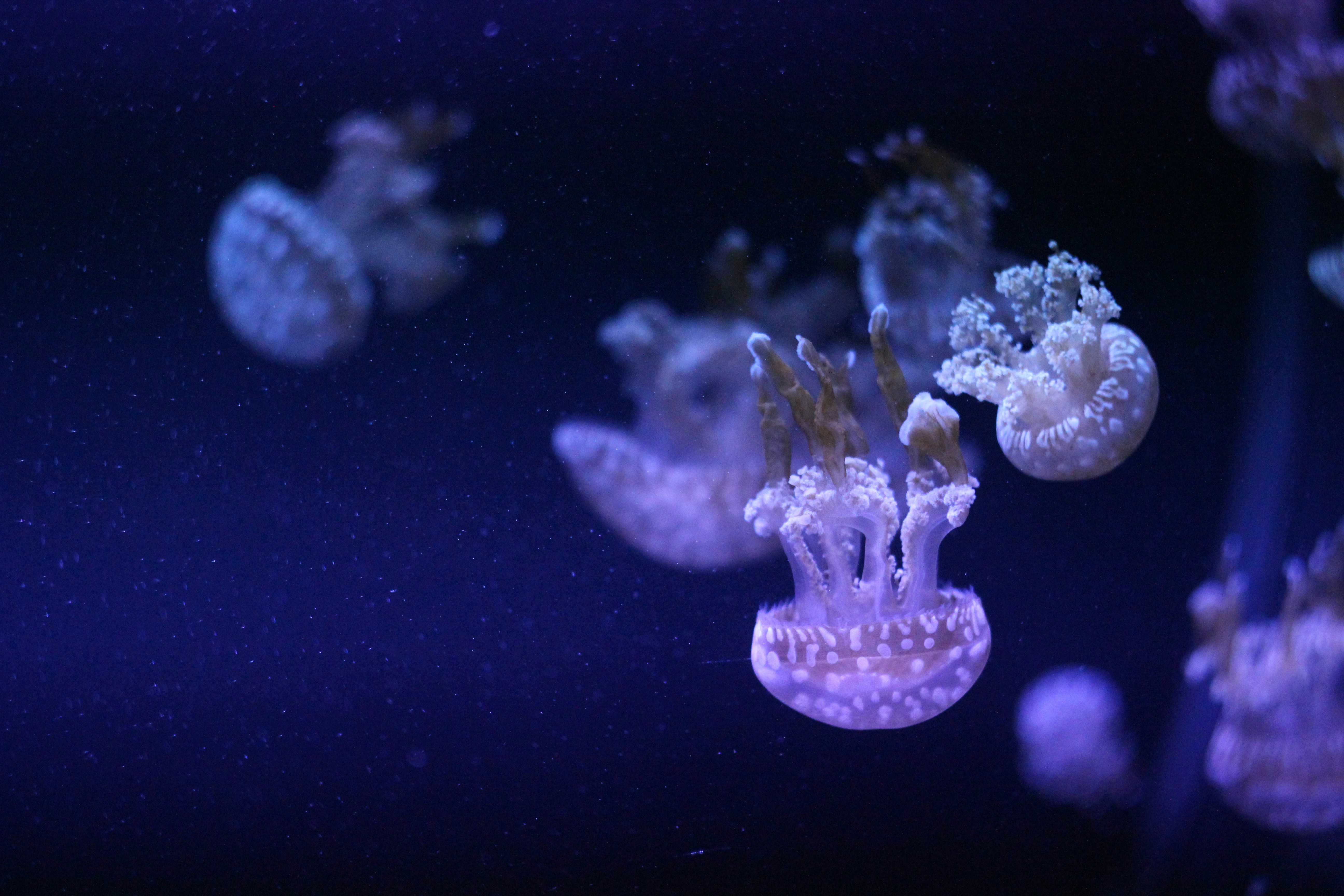 Spotted Jellyfish in Deep Blue Water
