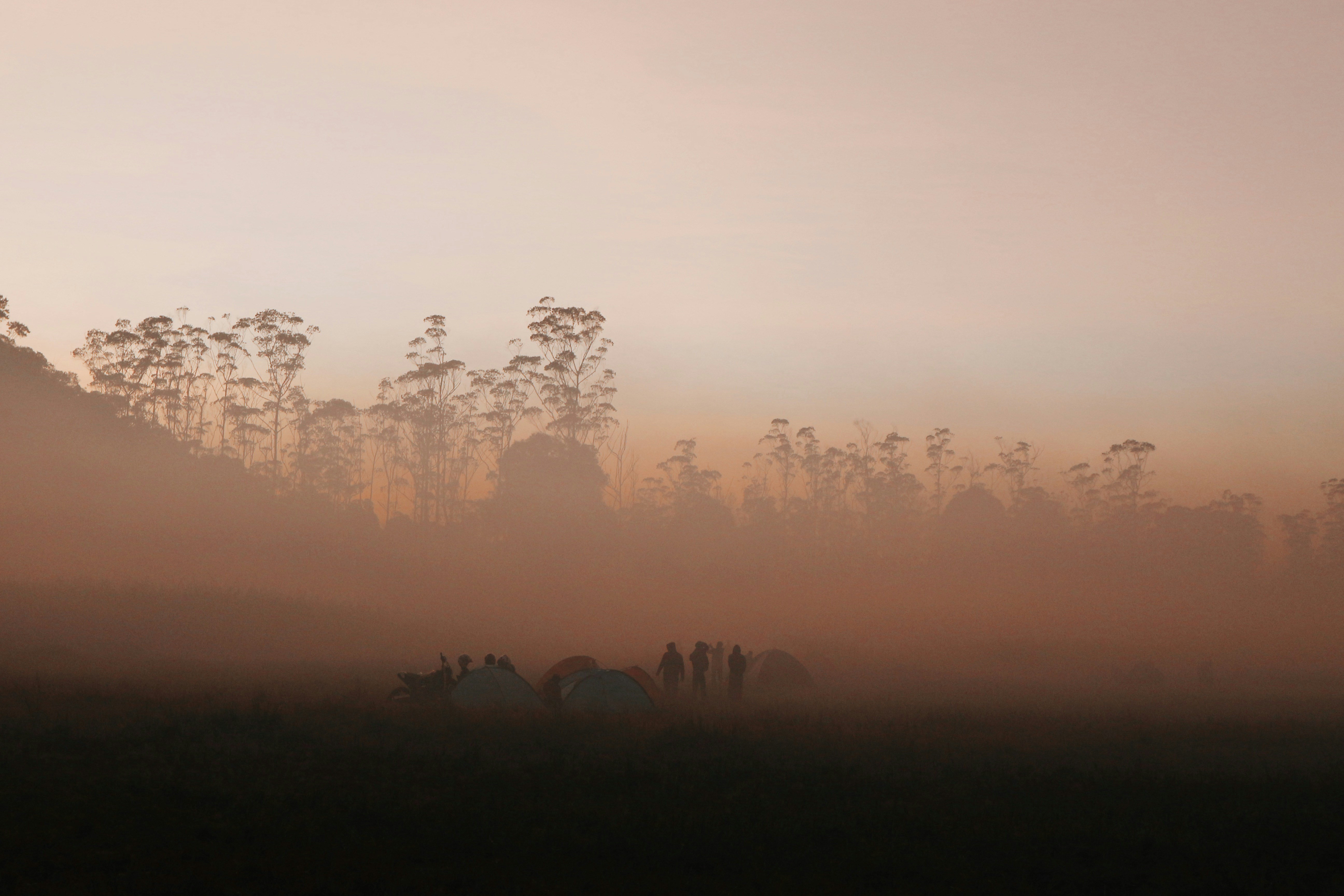 Misty Morning Forest Campsite