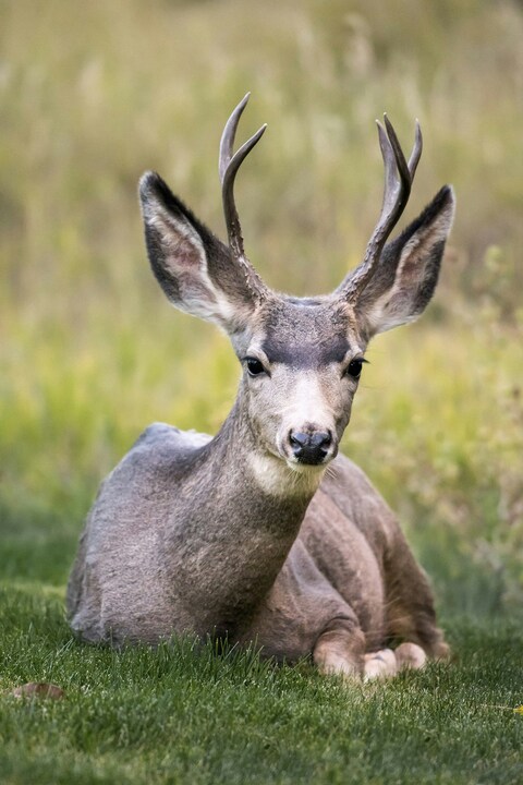 Resting Mule Deer Buck