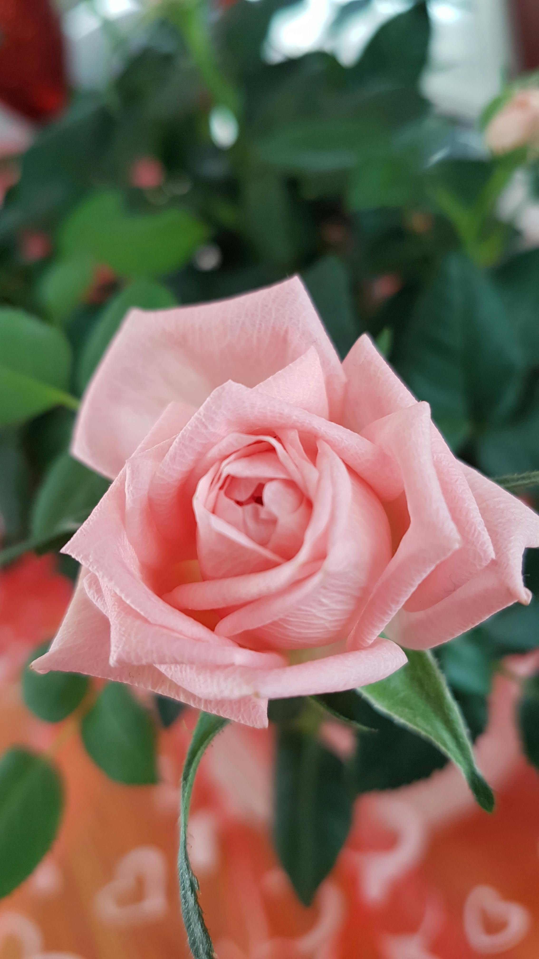 Partially Bloomed Light Pink Rose