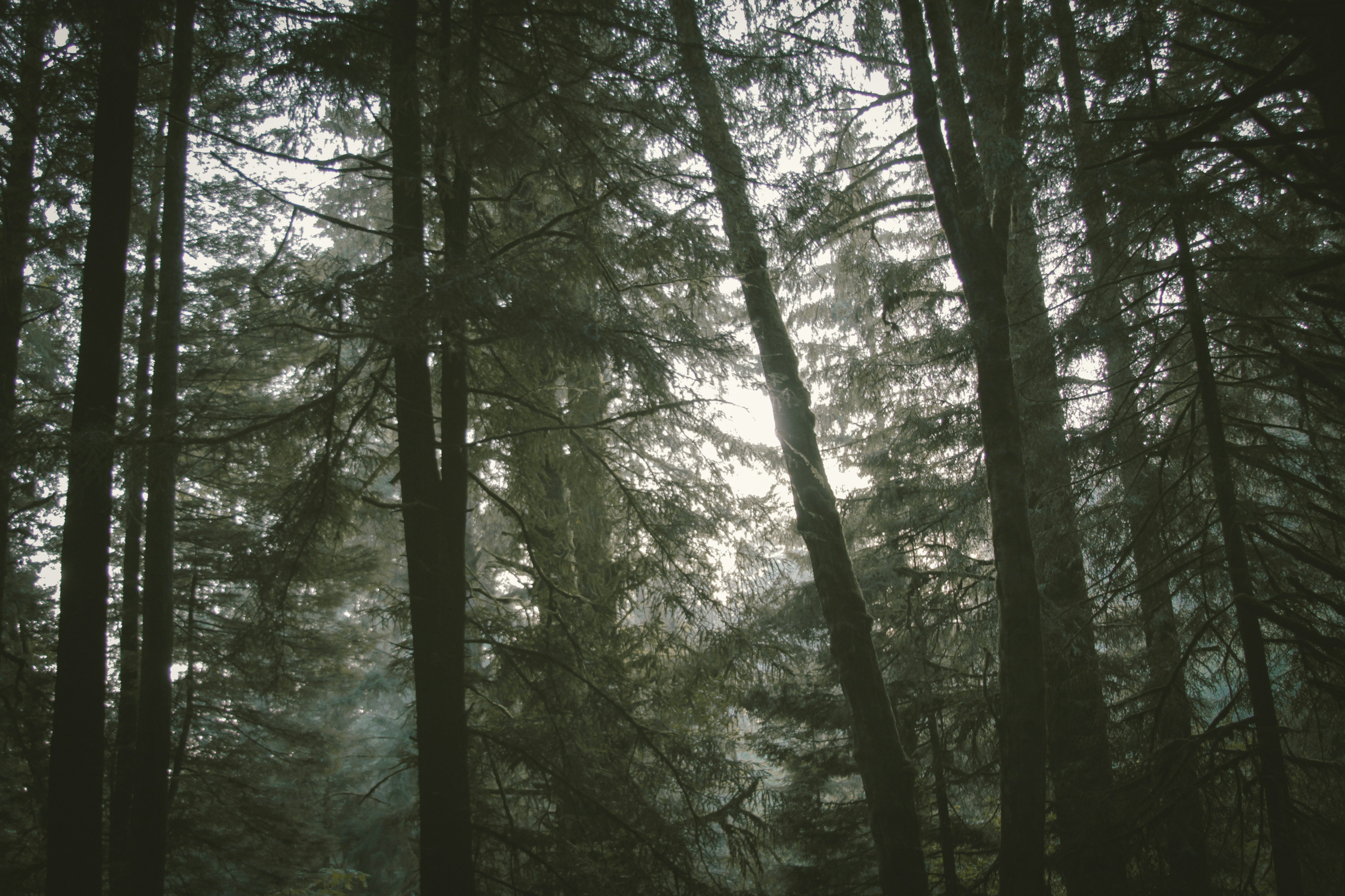 Misty Dense Coniferous Forest