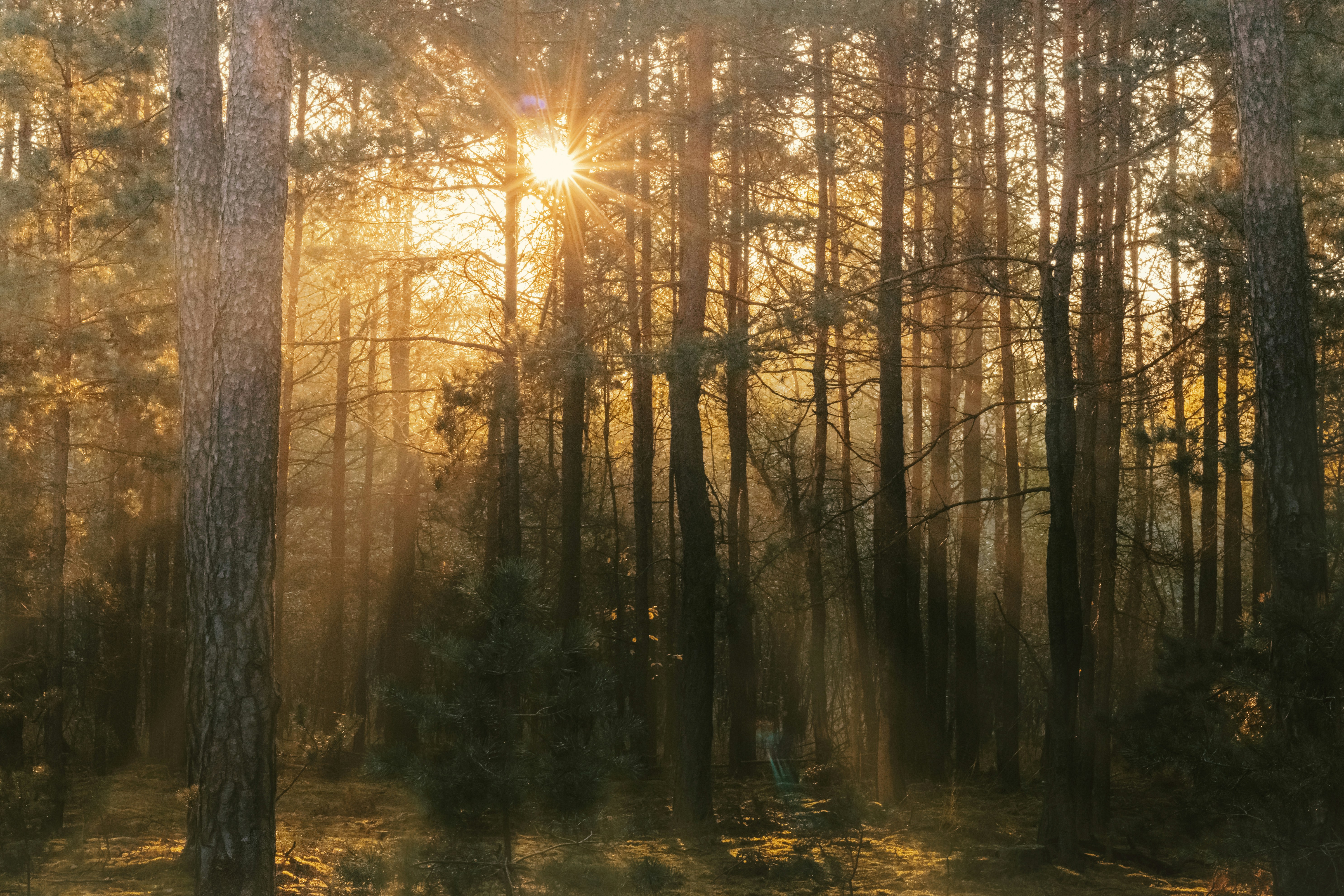 Sunbeams Through Pine Forest
