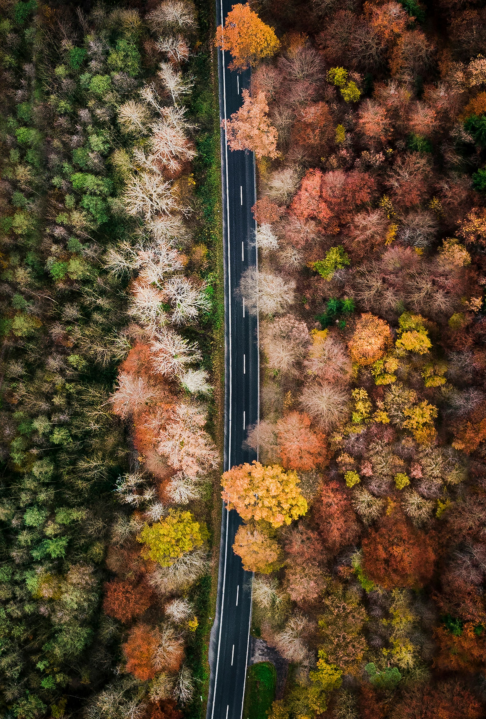 Aerial View of Autumn Forest Road