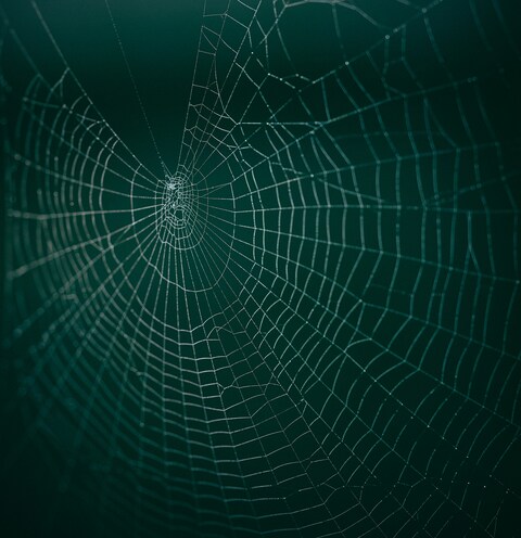 Dew-Covered Spider Web