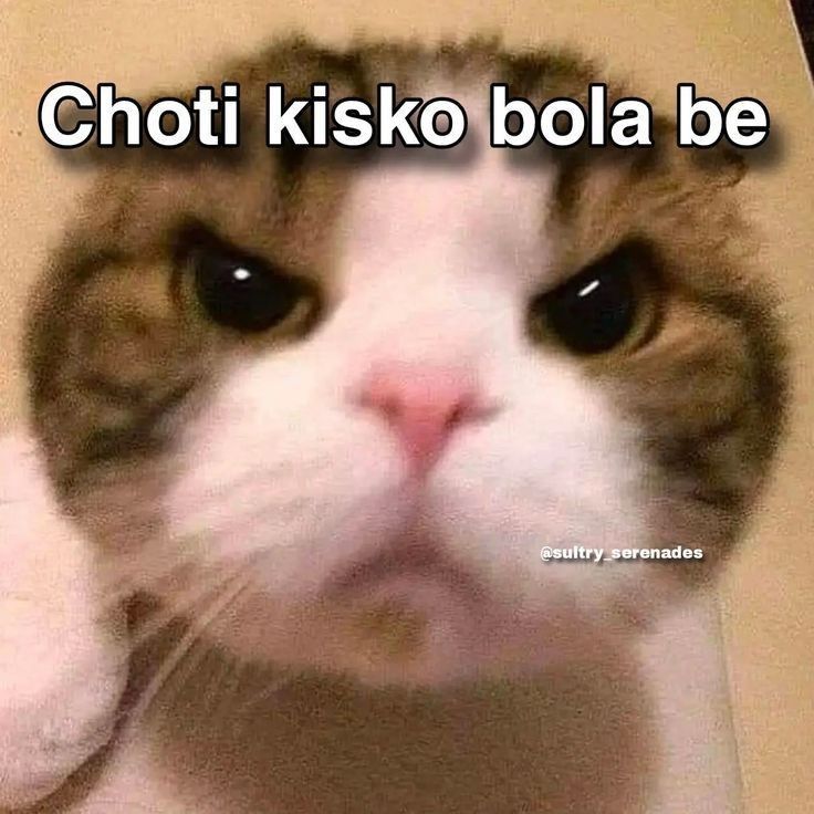Angry Cat Meme with Hindi Text