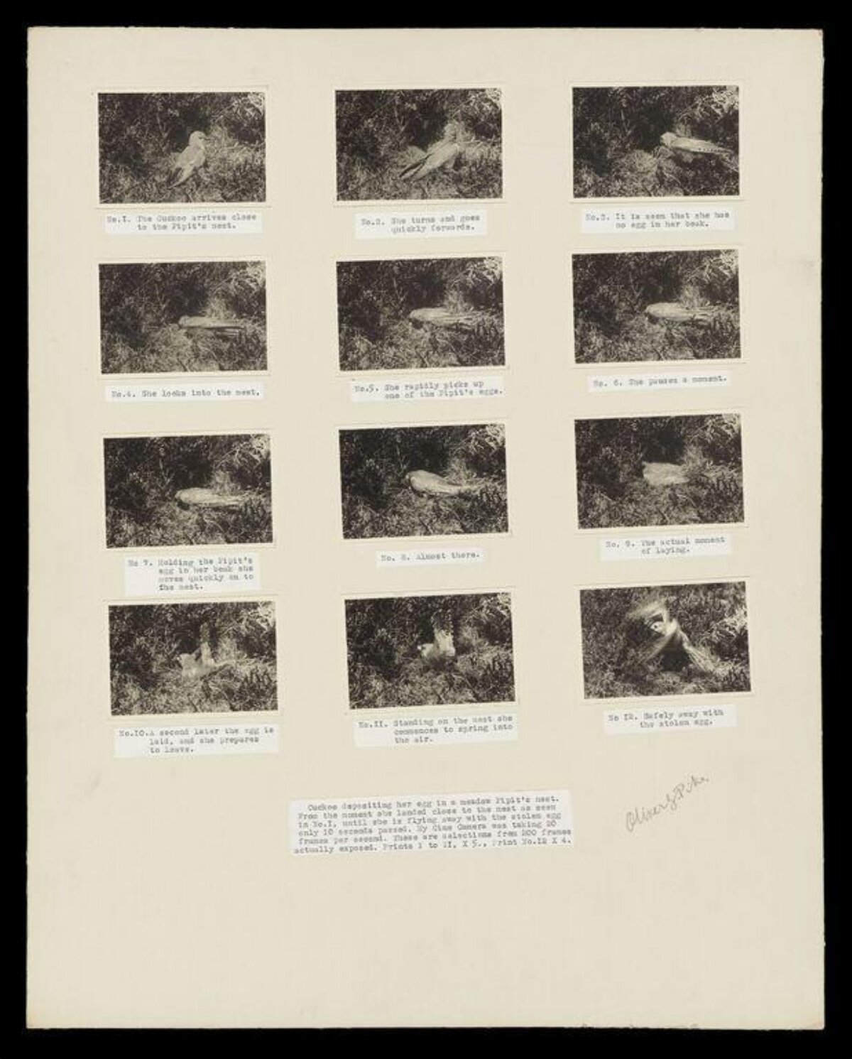 Cuckoo Depositing Egg Photo Sequence