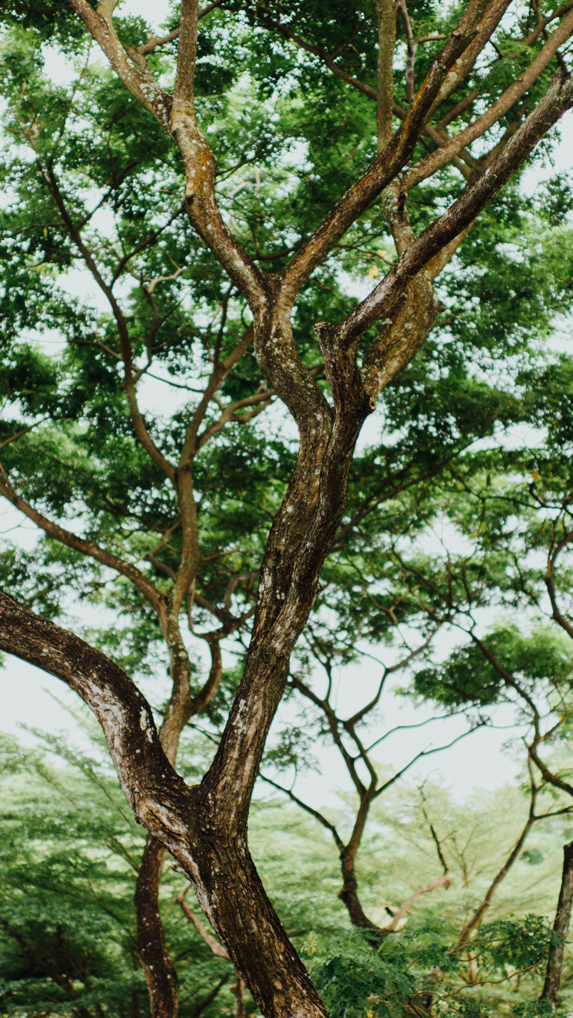 Looking Up at Lush Tree Canopy