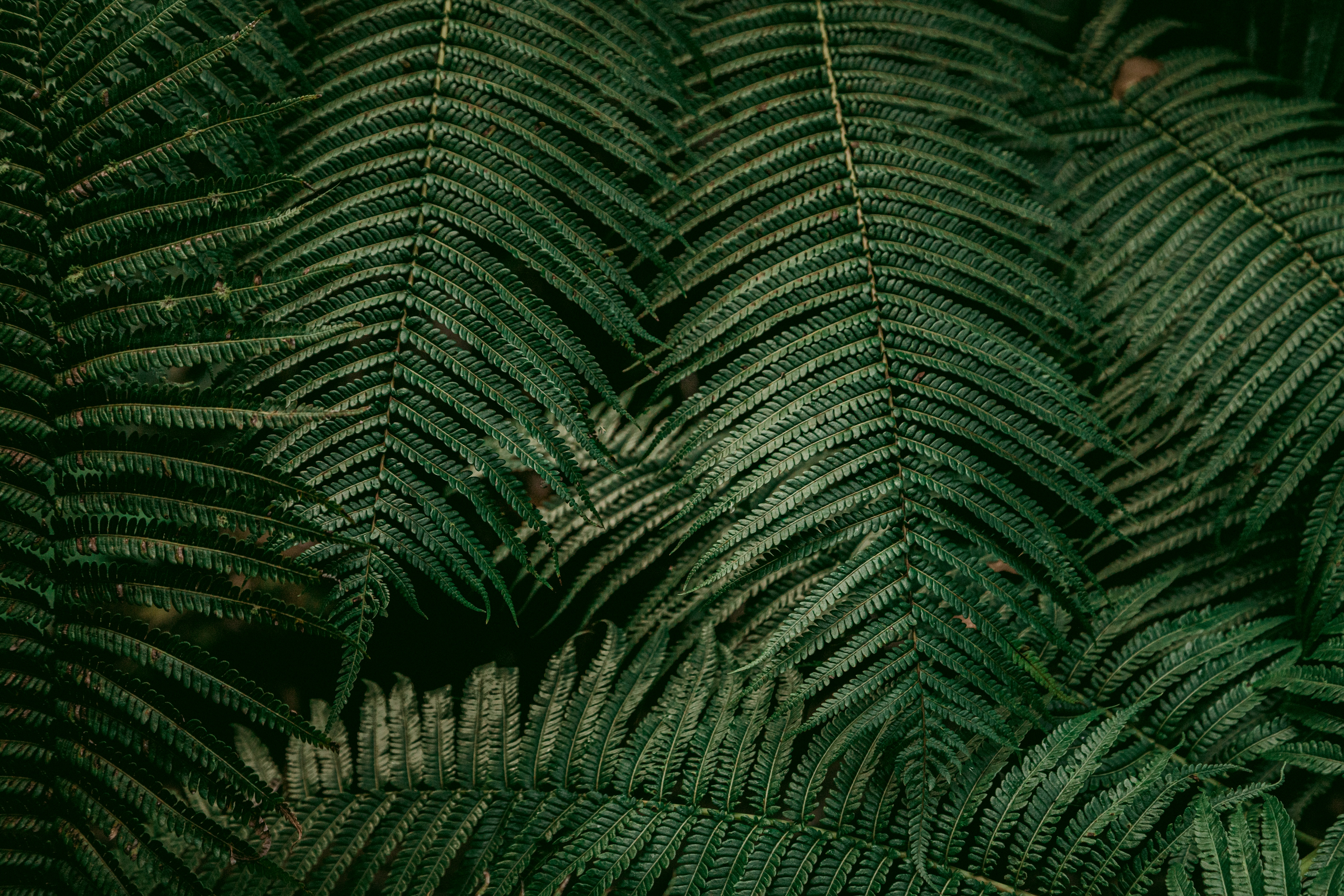 Dense Green Fern Fronds