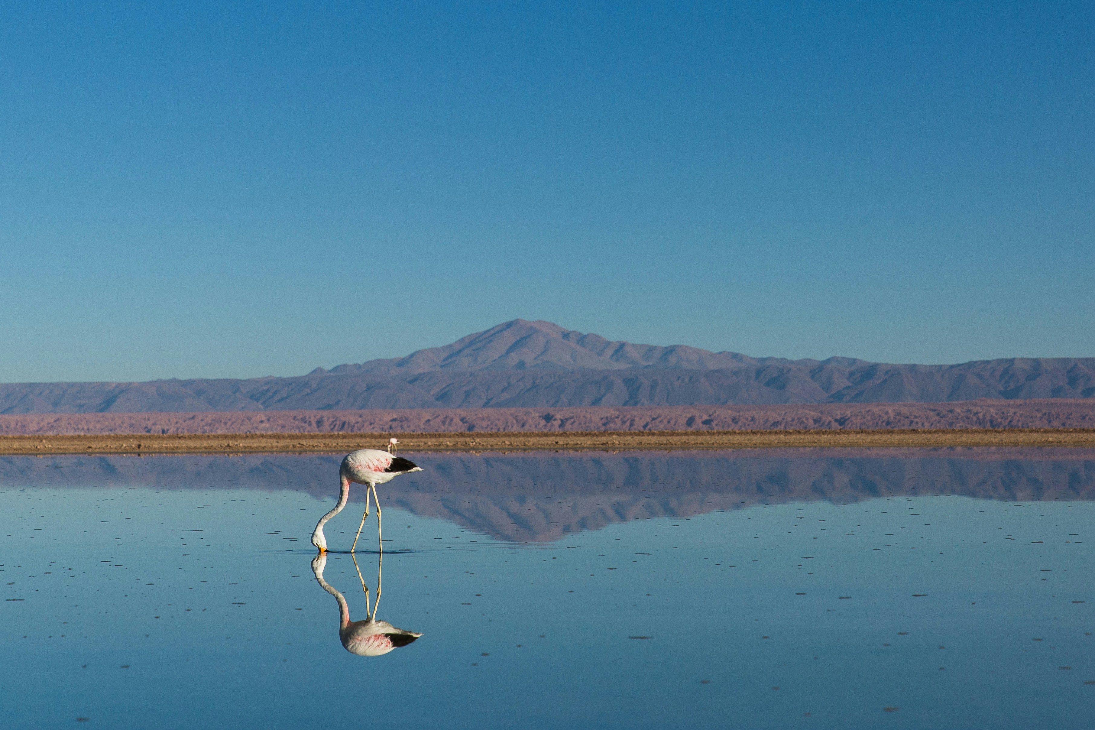 Flamingo Foraging In Calm Lake
