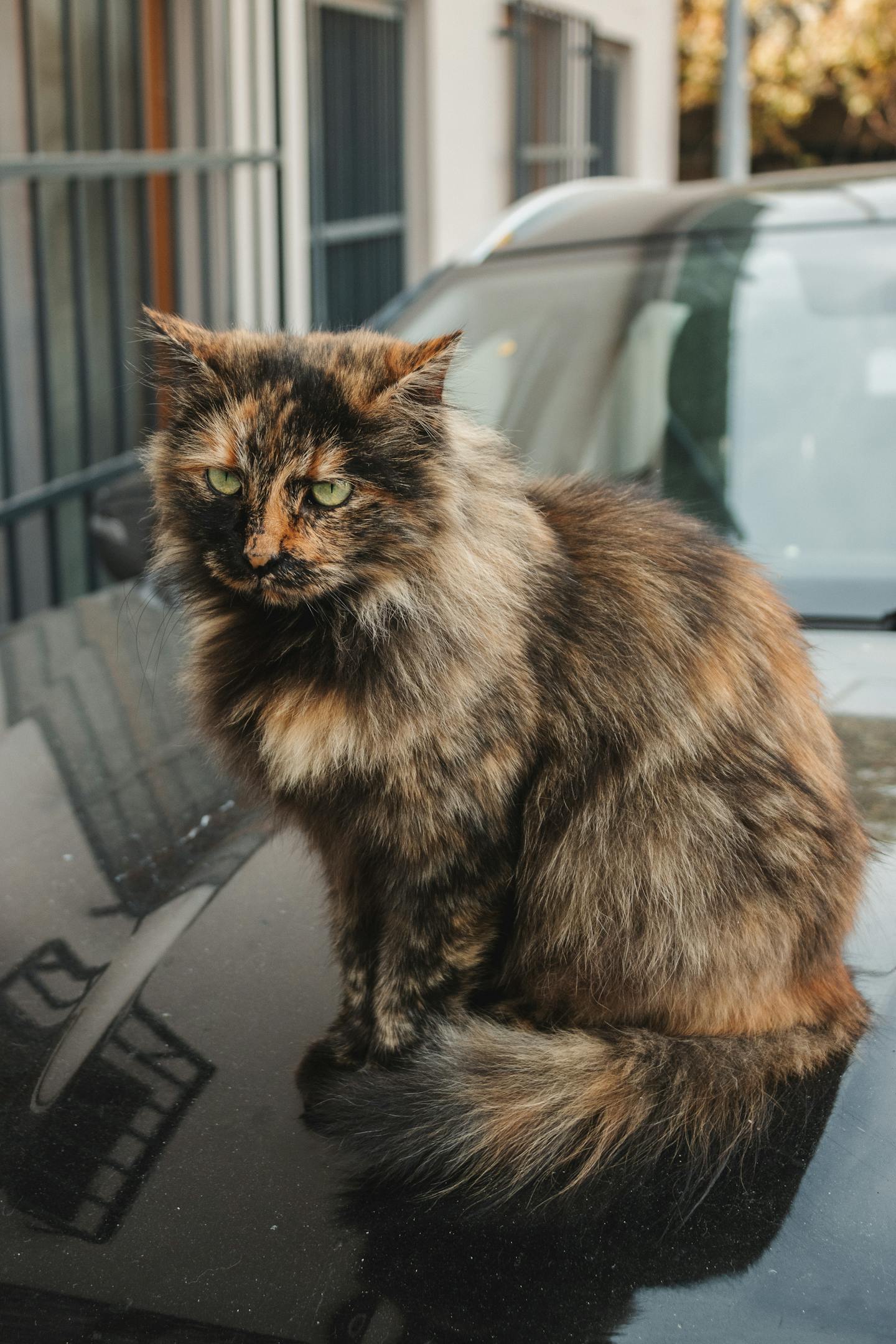 Long-Haired Tortoiseshell Cat on Car Hood