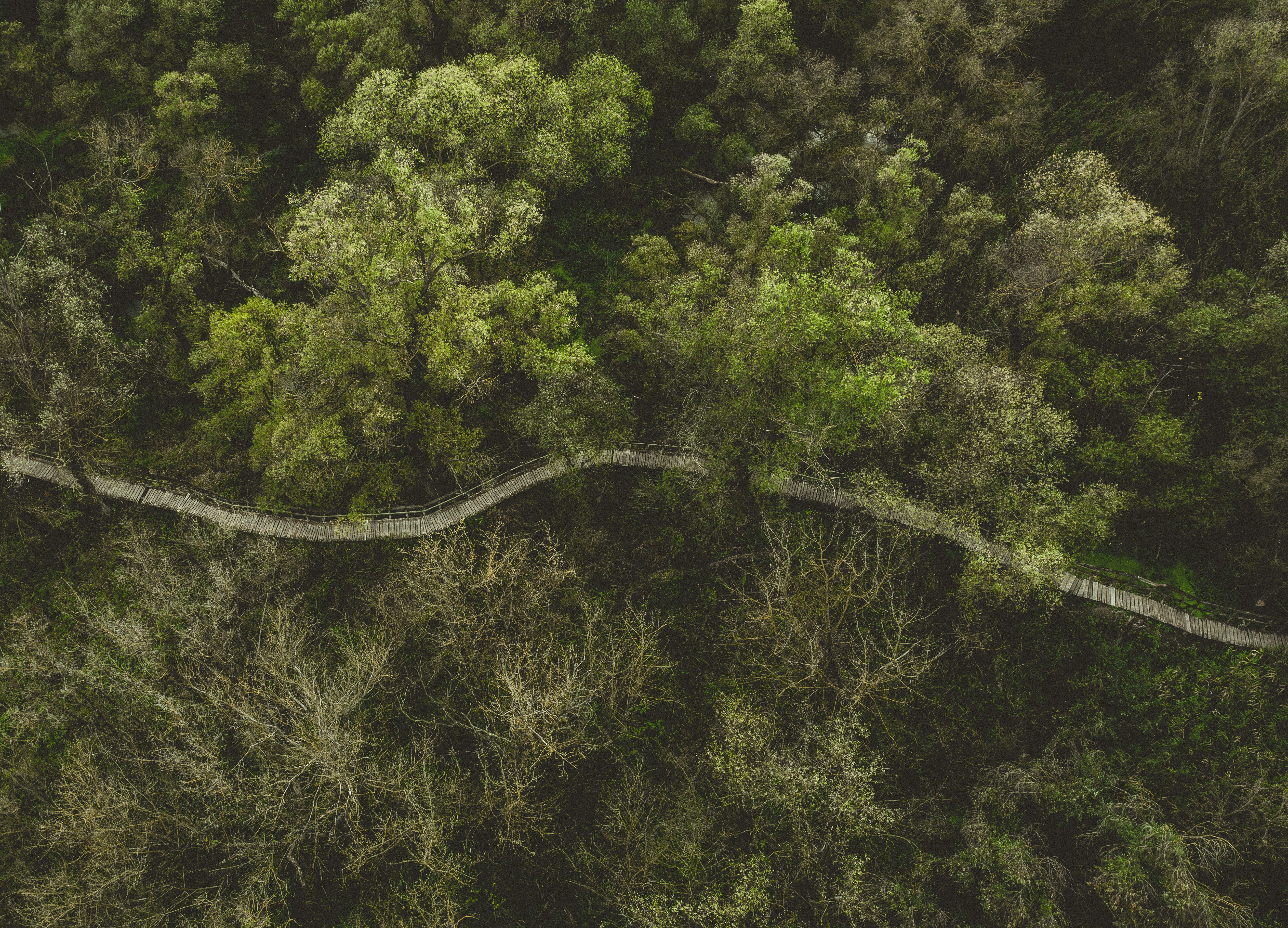 Aerial View of Forest Wooden Walkway