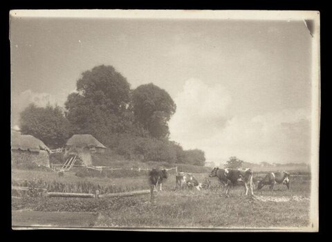 Vintage Rural Pasture with Grazing Cows
