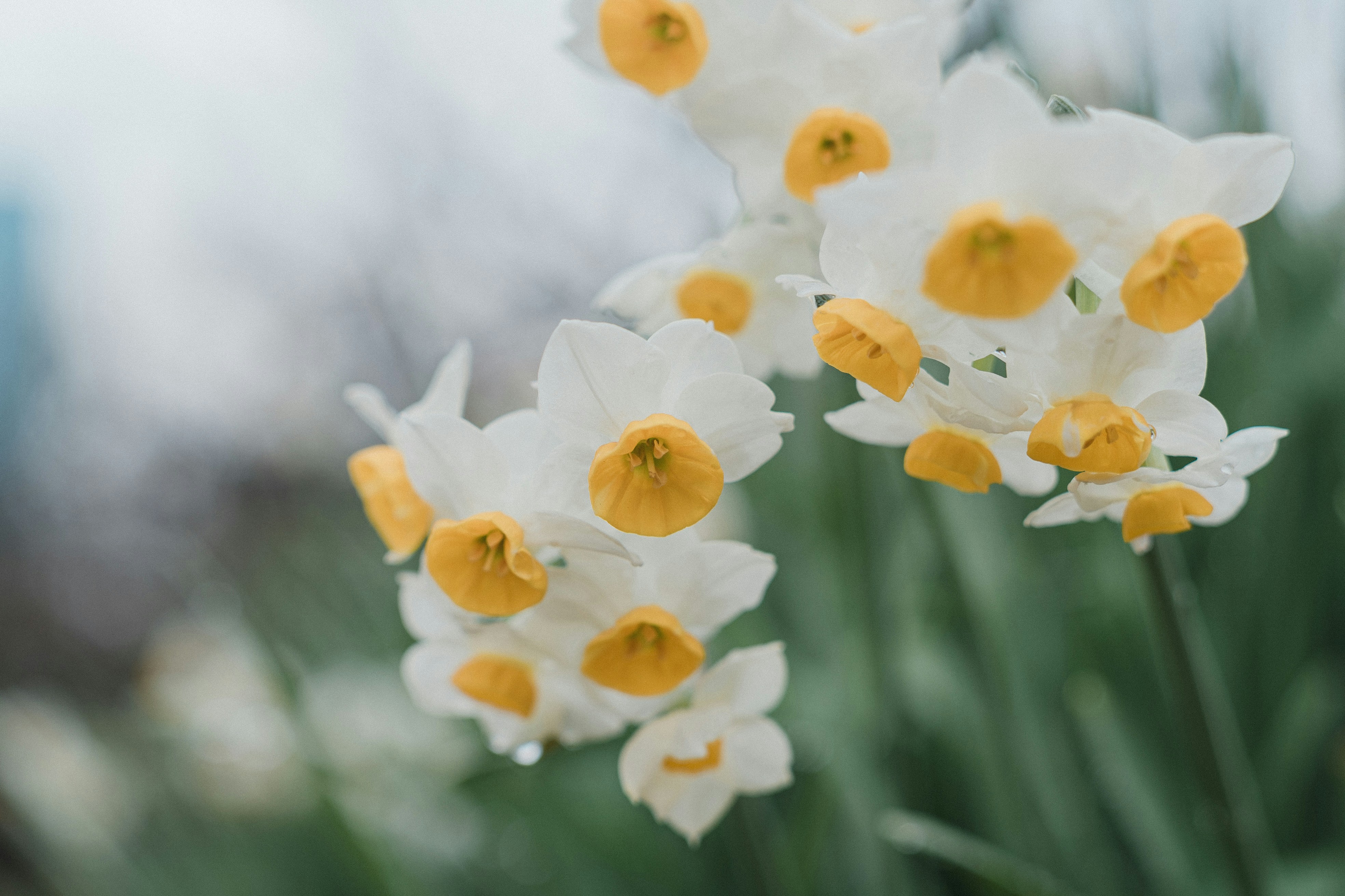 Close-up of Blooming Daffodils