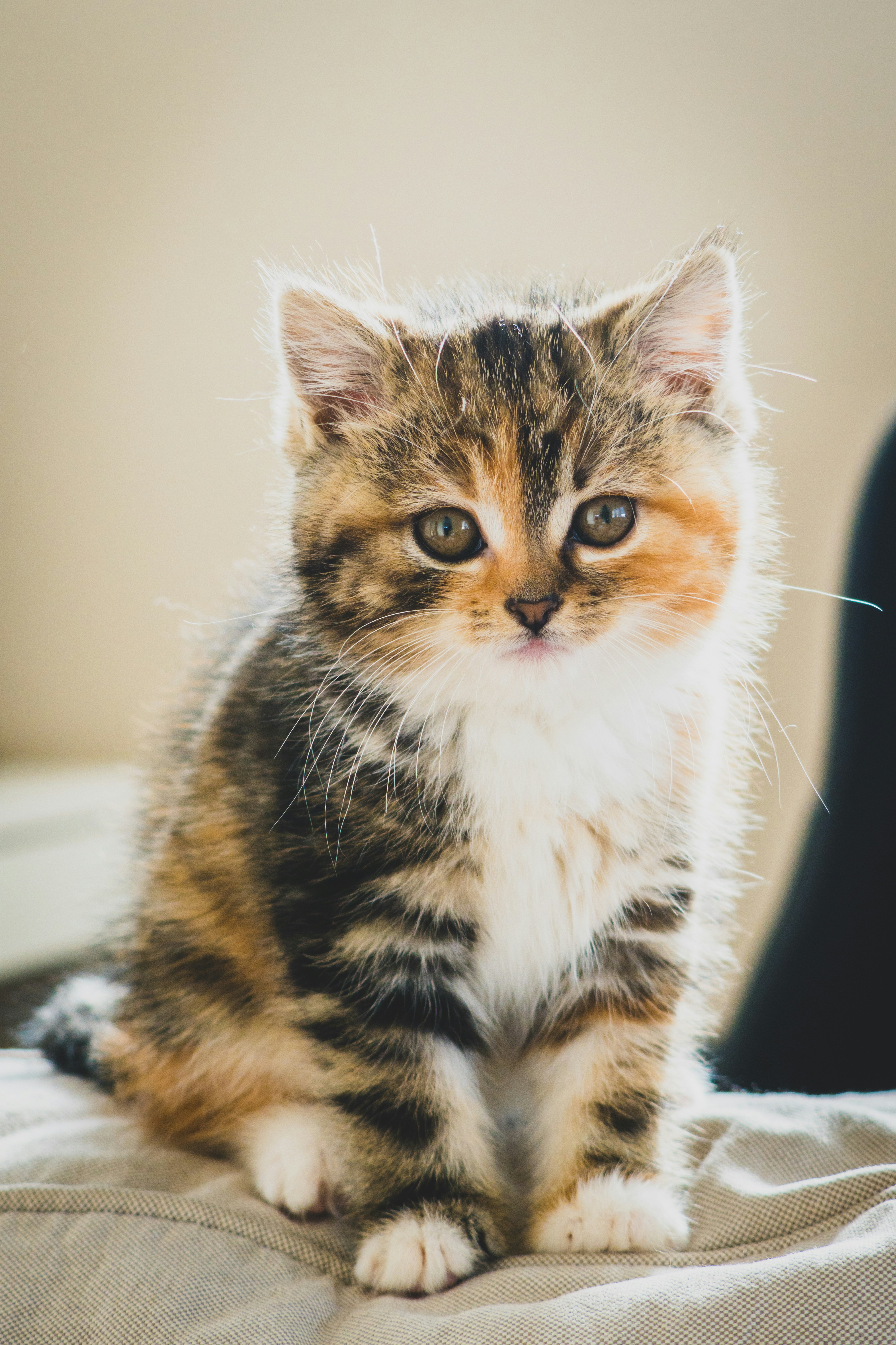 Fluffy Sitting Calico Kitten