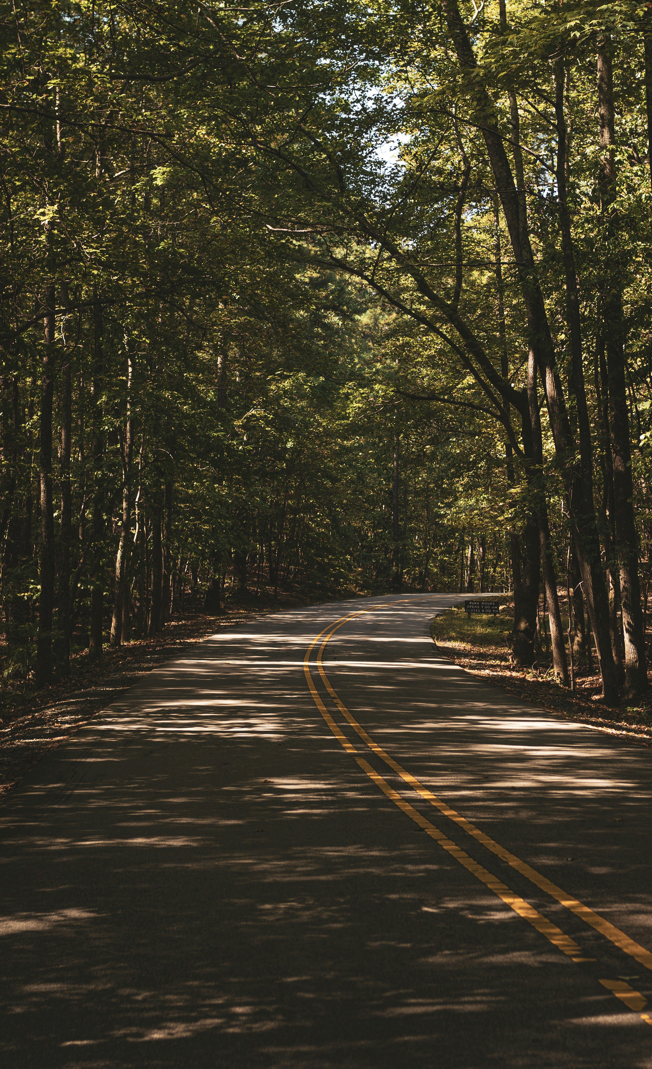 Winding Road Through Forest