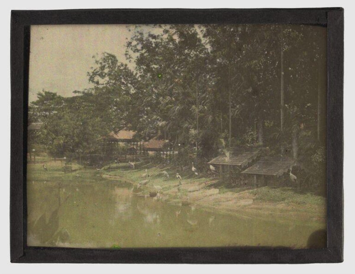 Vintage Park Pond With Waterbirds