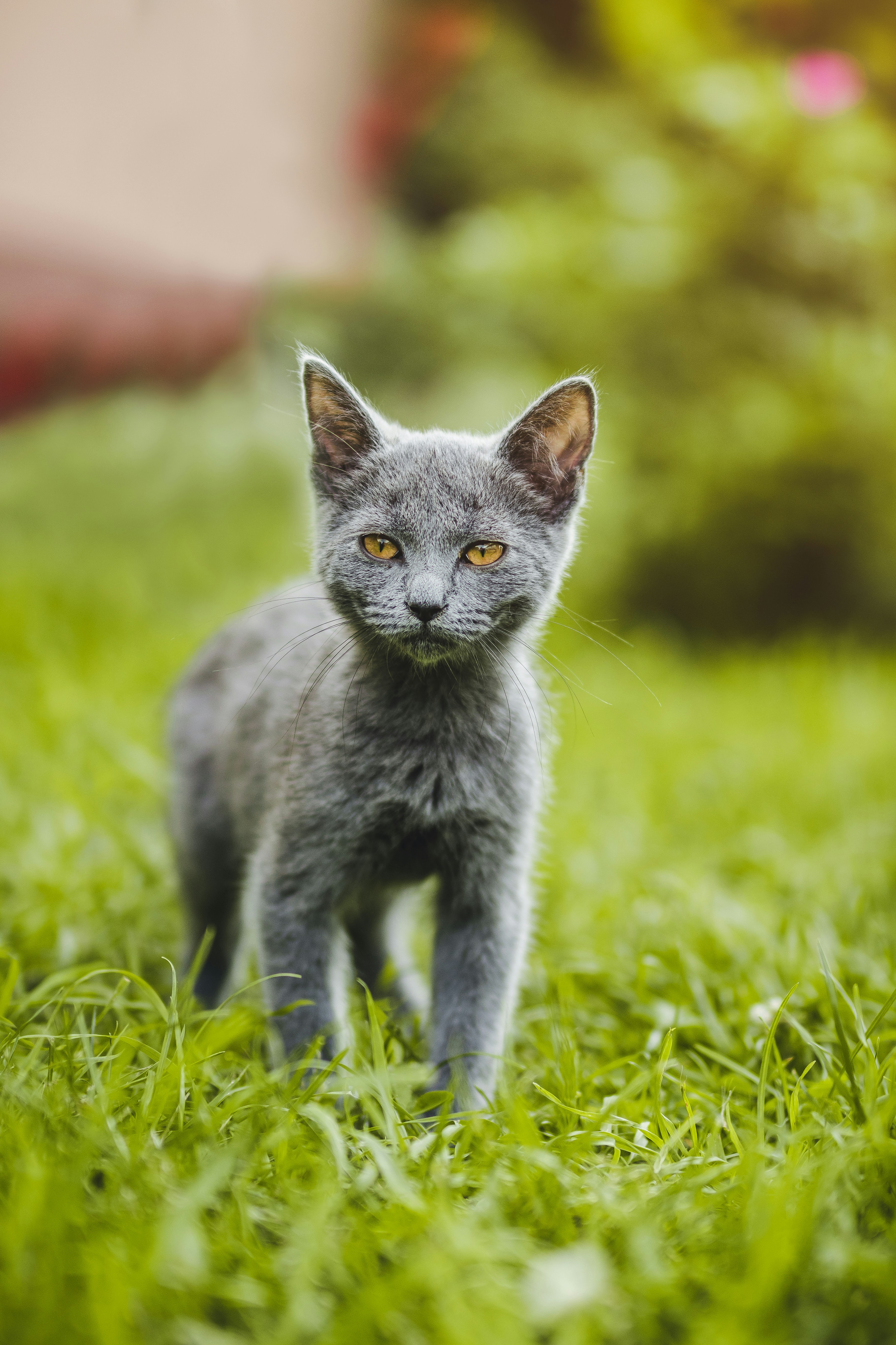 Gray Kitten Standing on Green Grass