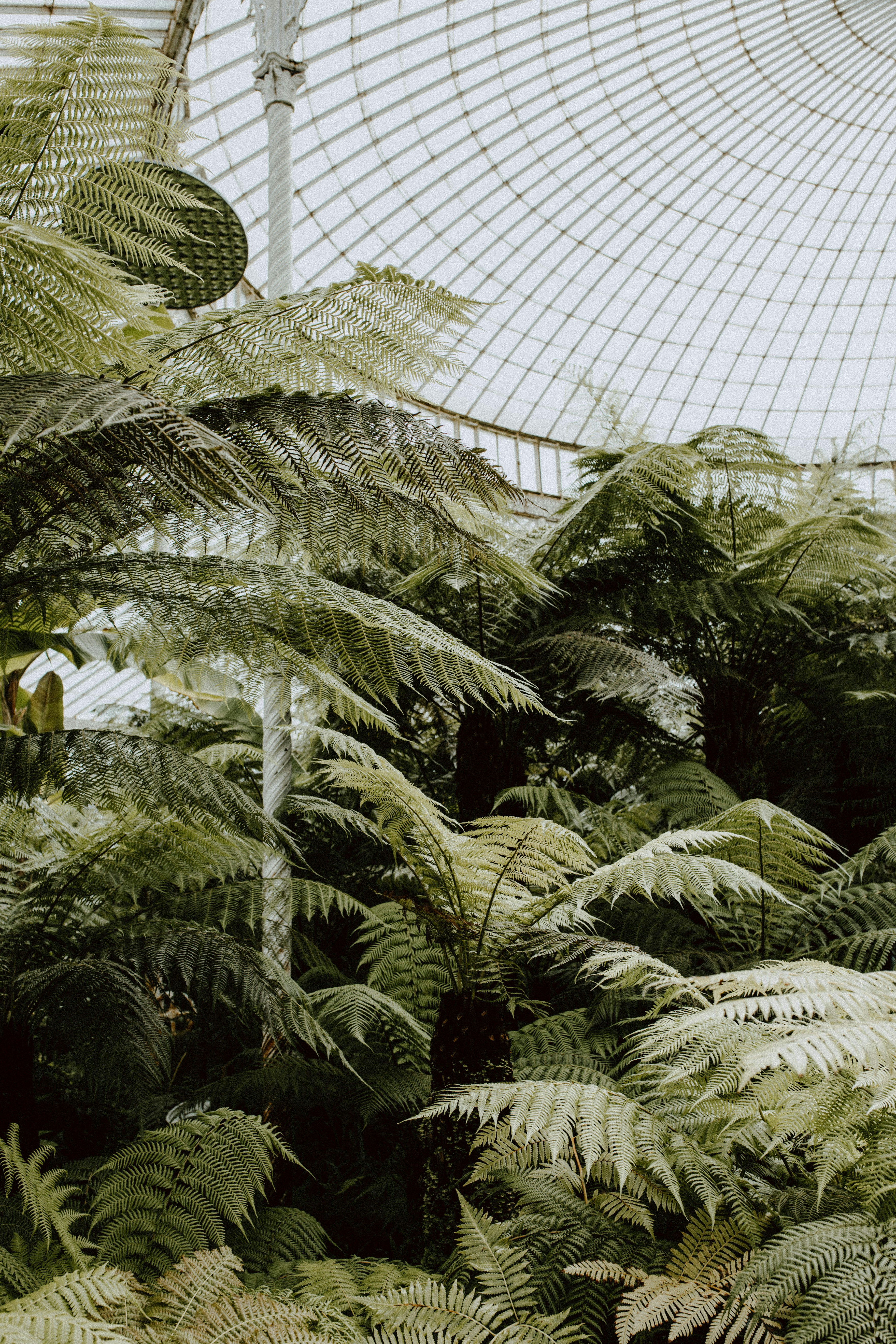 Ferns in Glass Greenhouse