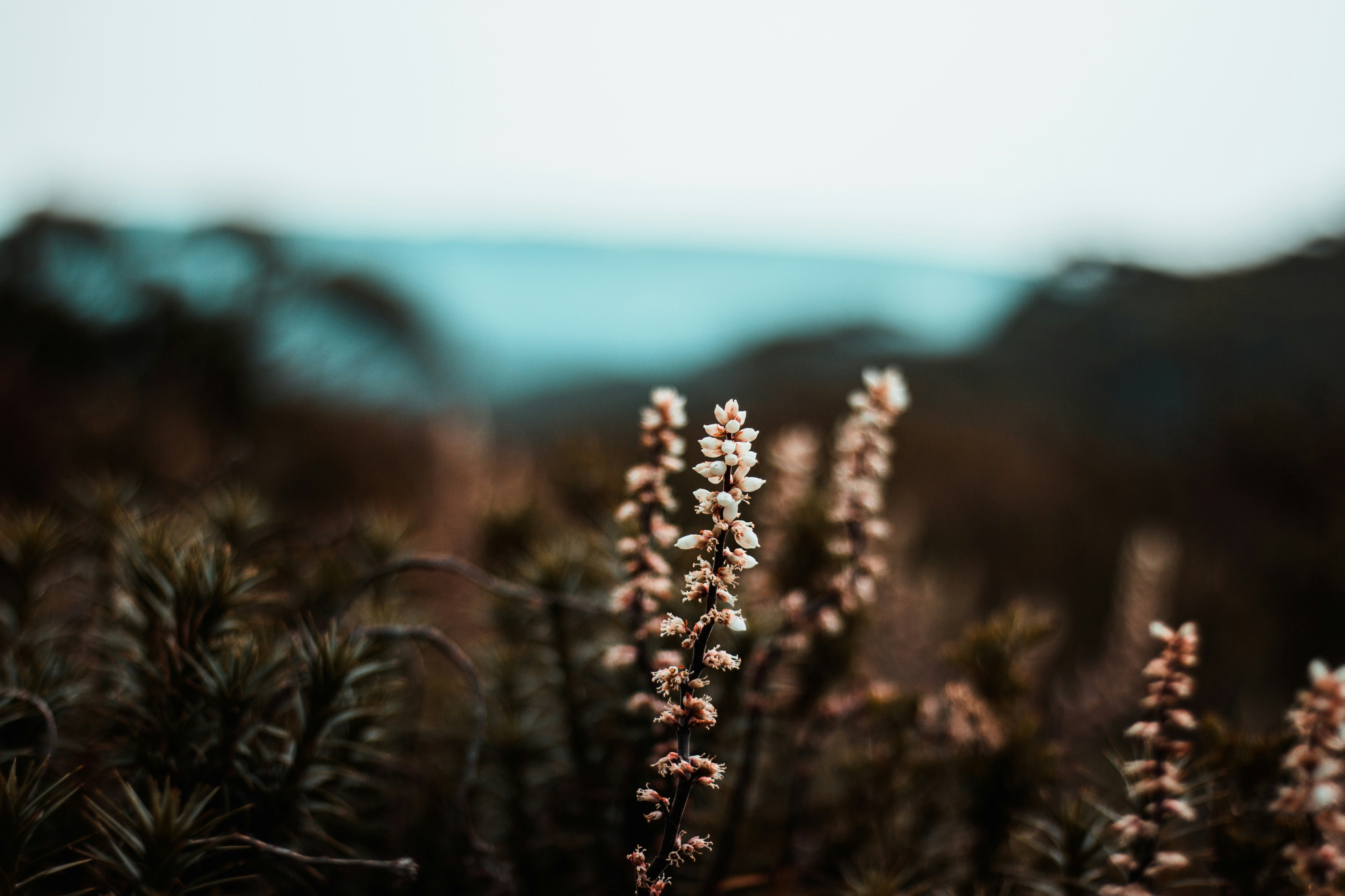 Wildflowers on Misty Hillside