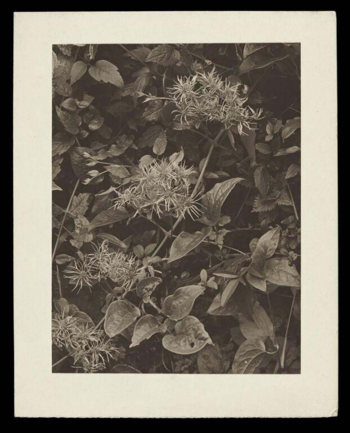 Vintage Wild Plant Close-up