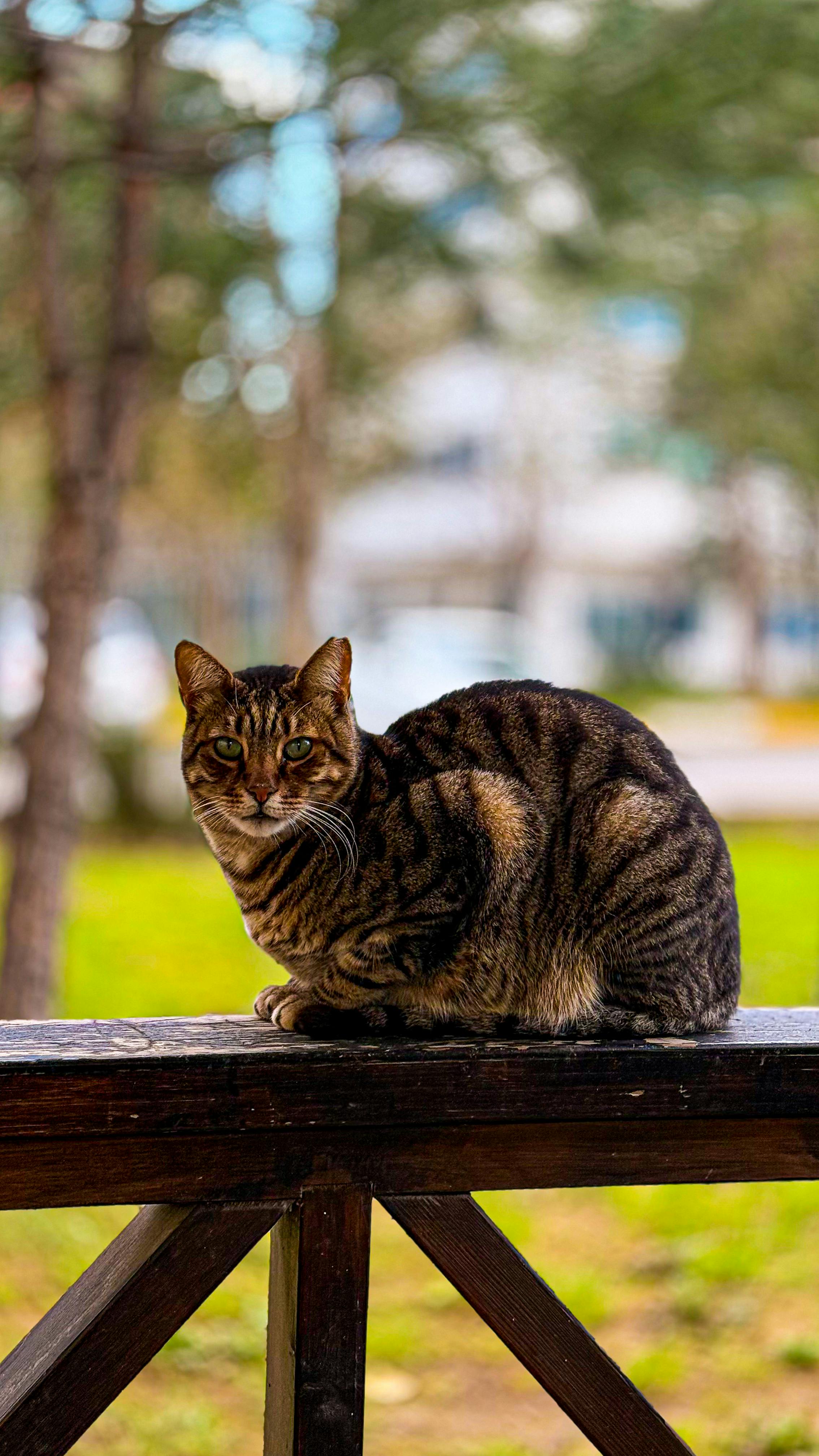 Tabby Cat Resting on Wooden Railing