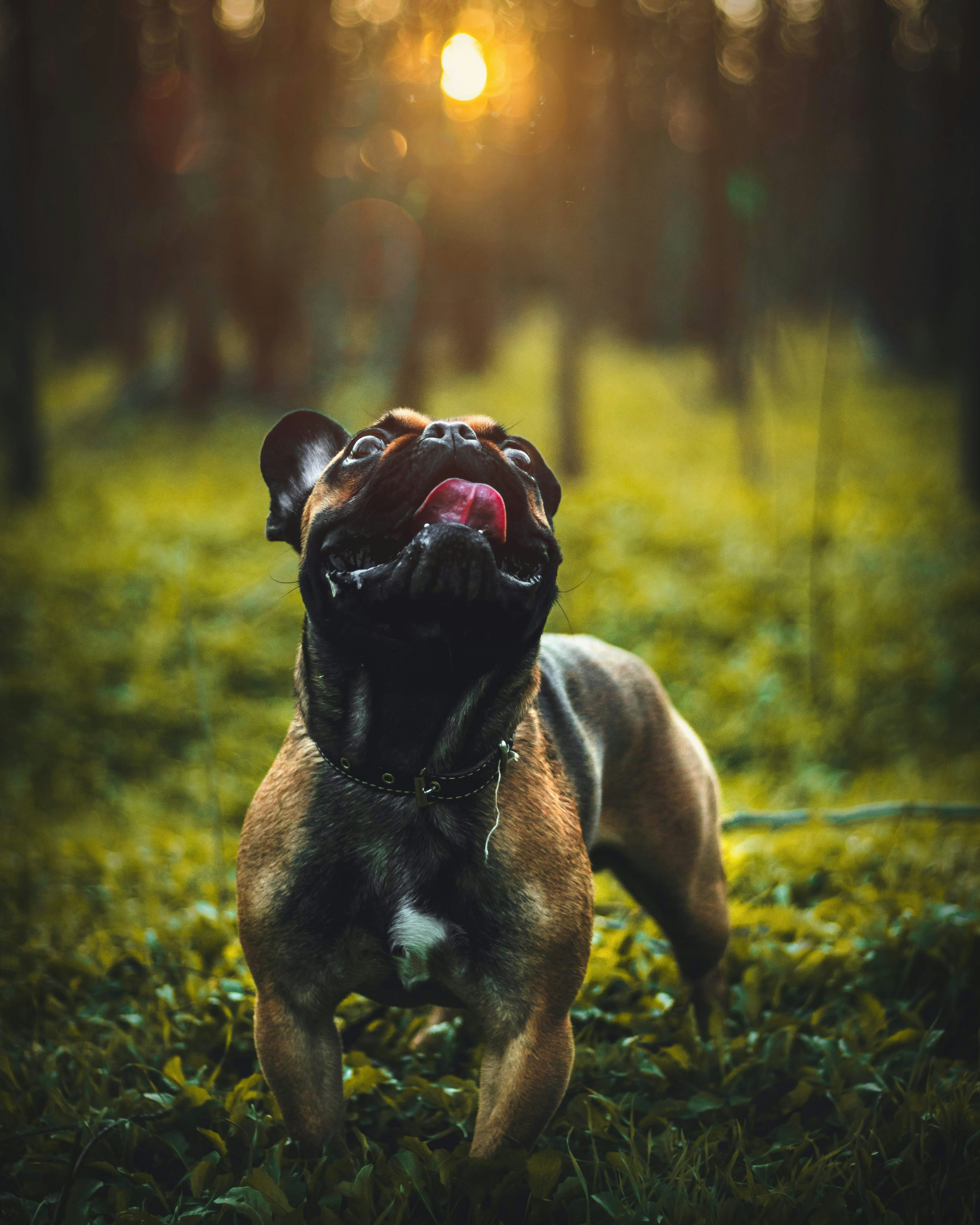 Happy French Bulldog in Forest Sunset
