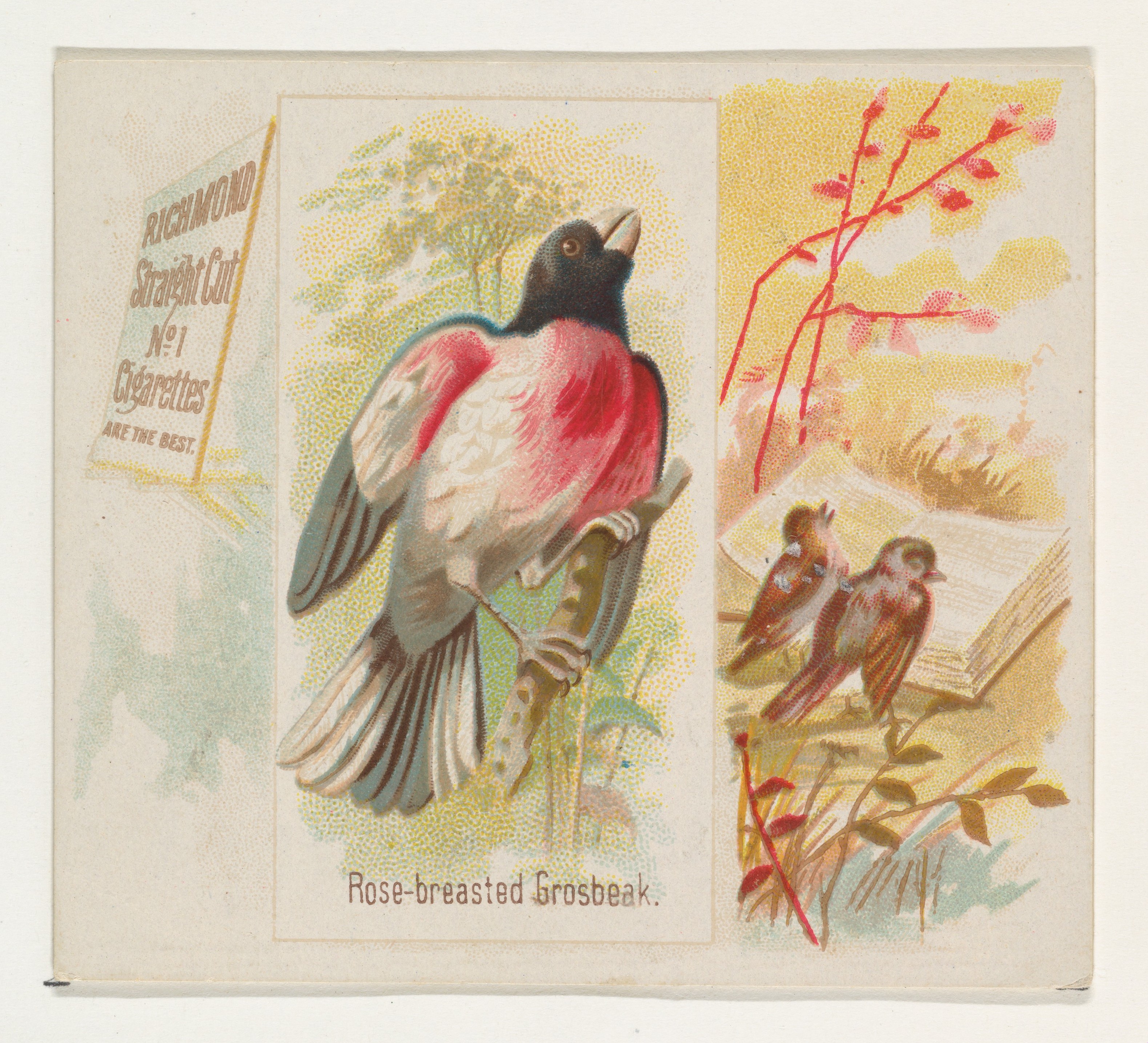 Vintage Cigarette Card of Rose-breasted Grosbeak