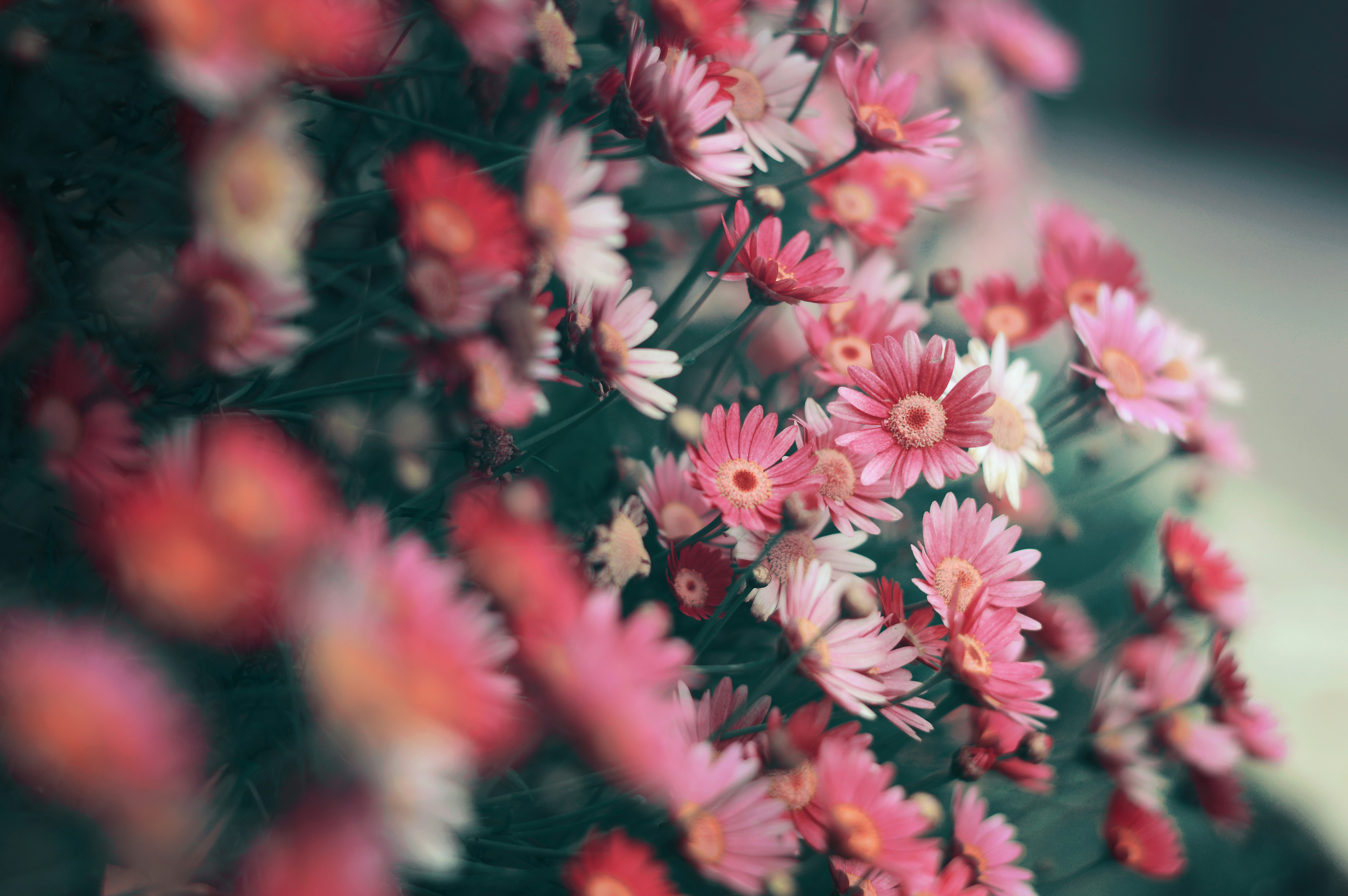 Cluster of Pink Daisies