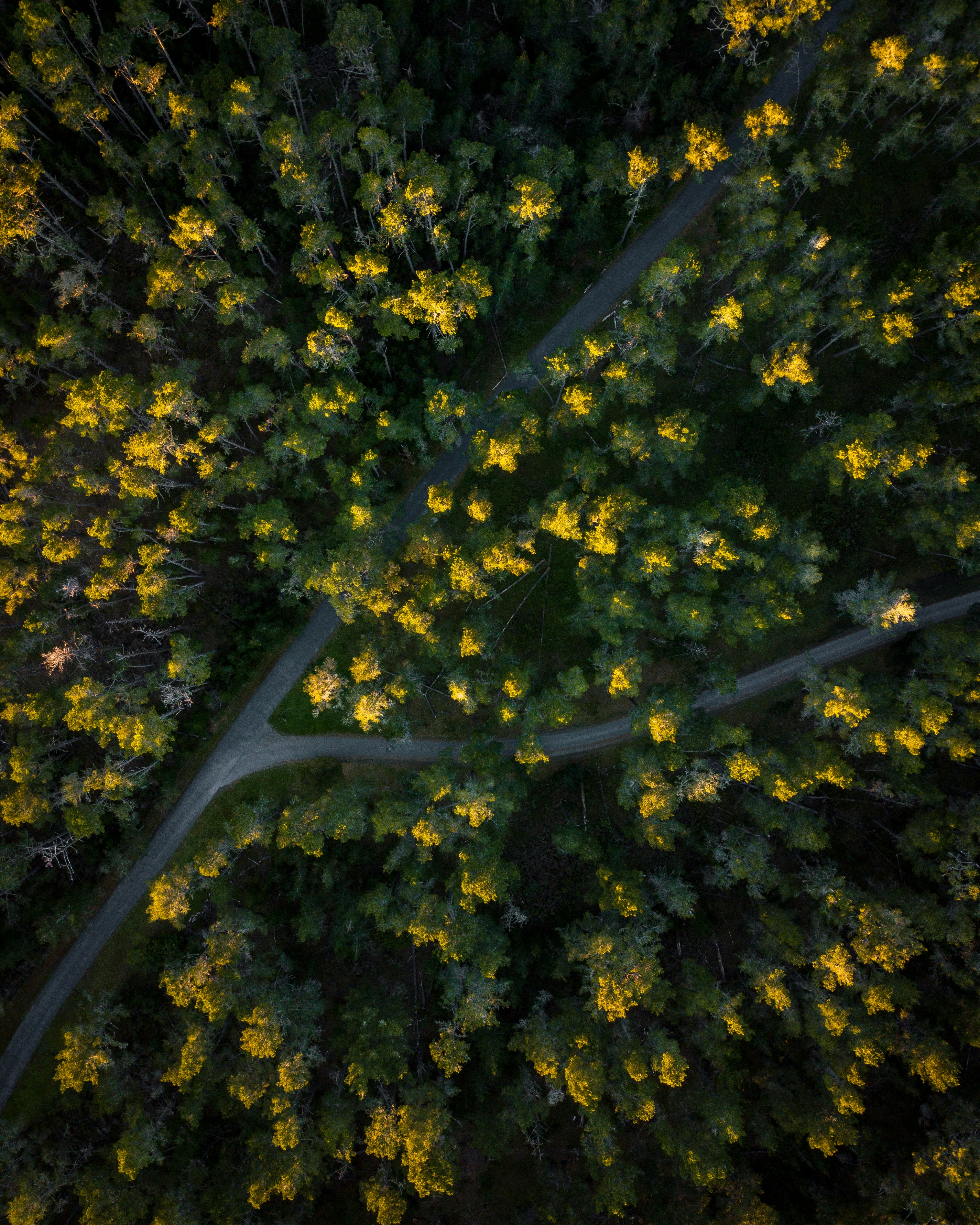 Aerial View of Forest Crossroads