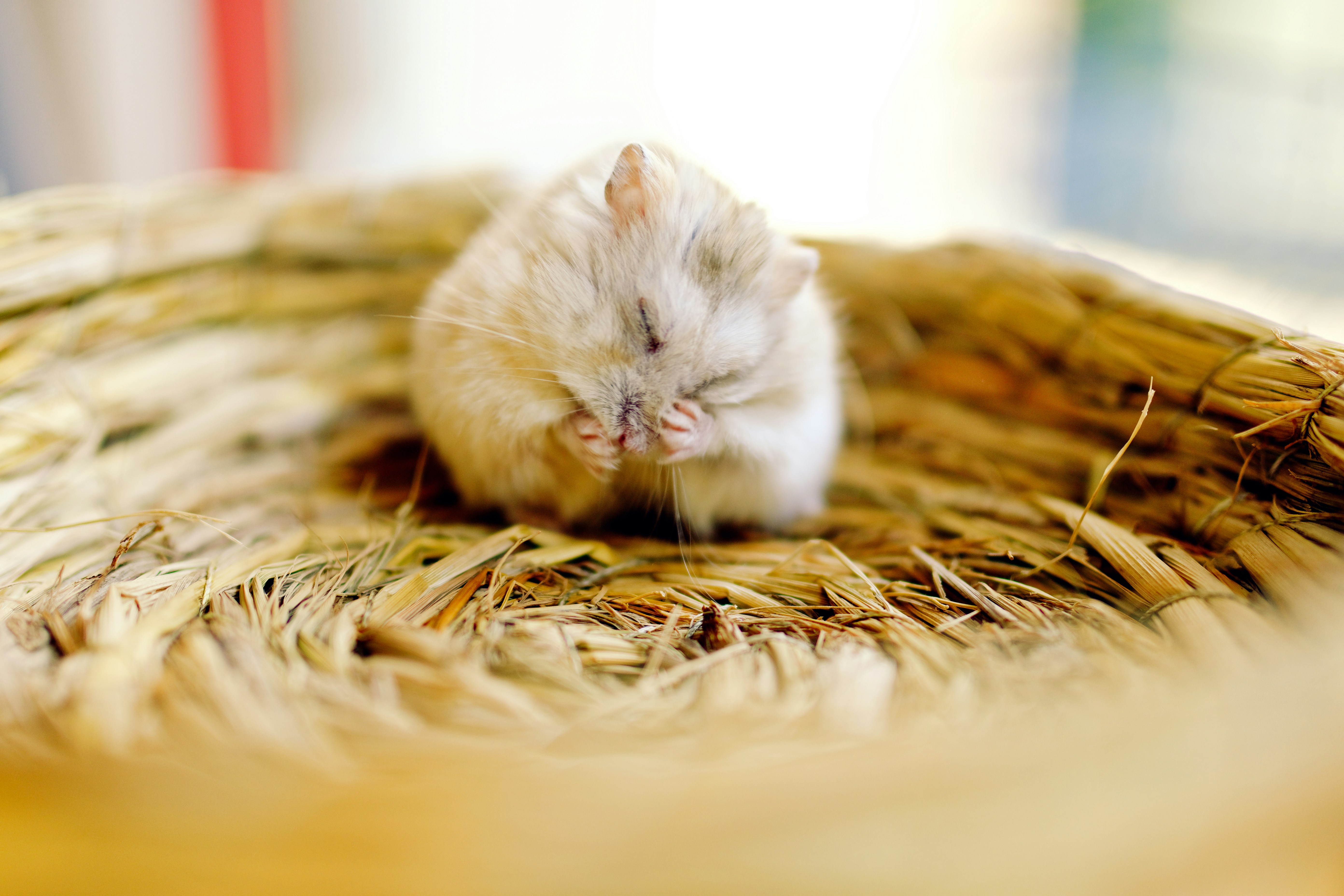 Hamster Grooming In Straw Nest