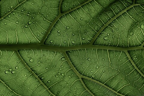 Leaf Surface With Water Droplets
