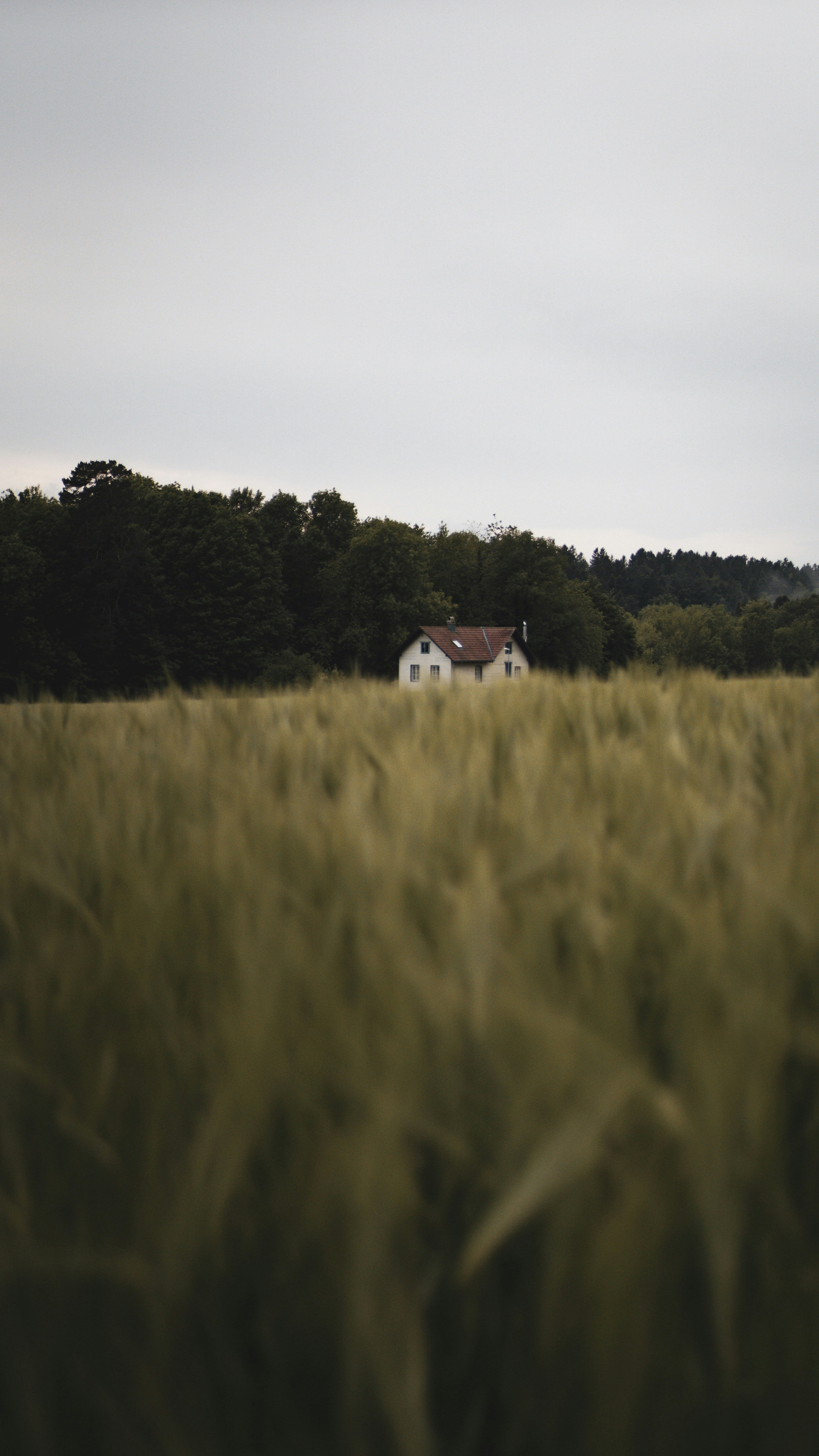 House Behind Golden Wheat Field