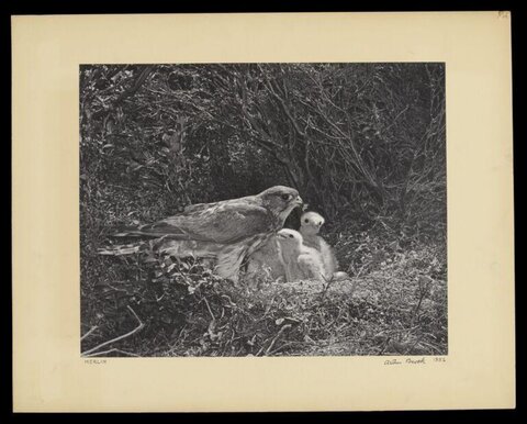 Merlin Falcon With Chicks at Nest