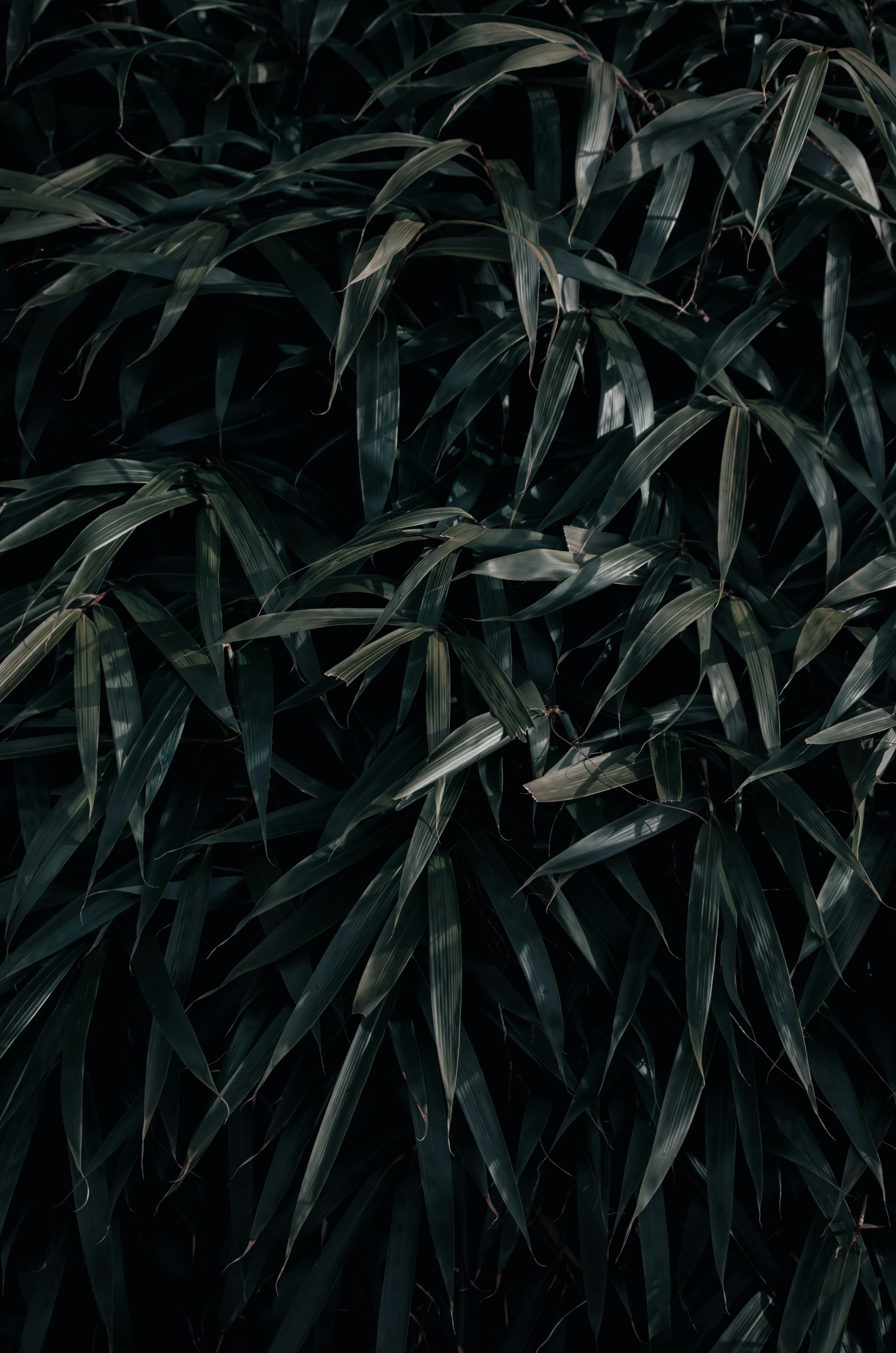 Dense Dark Bamboo Leaves