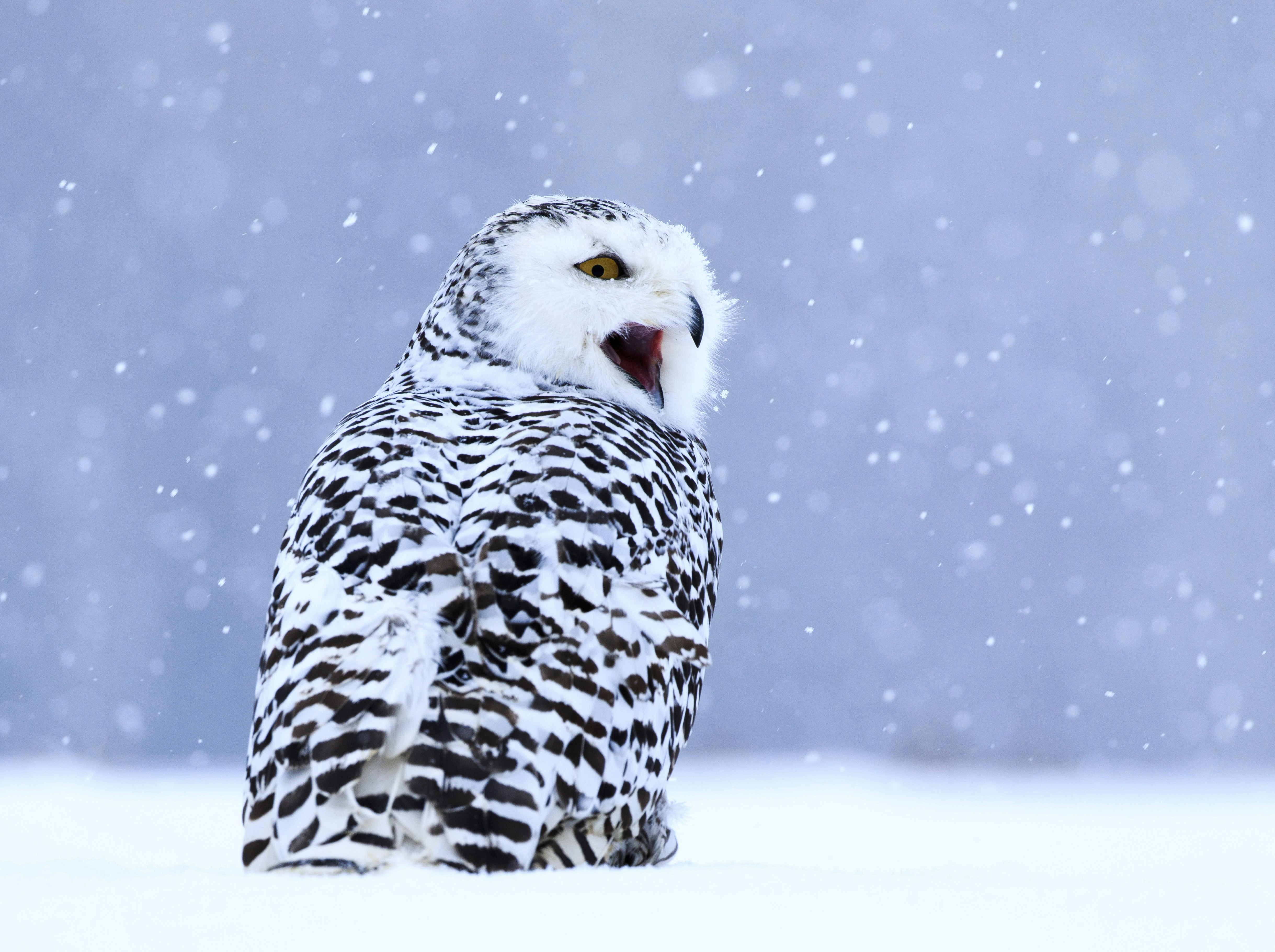 Snowy Owl In Falling Snow