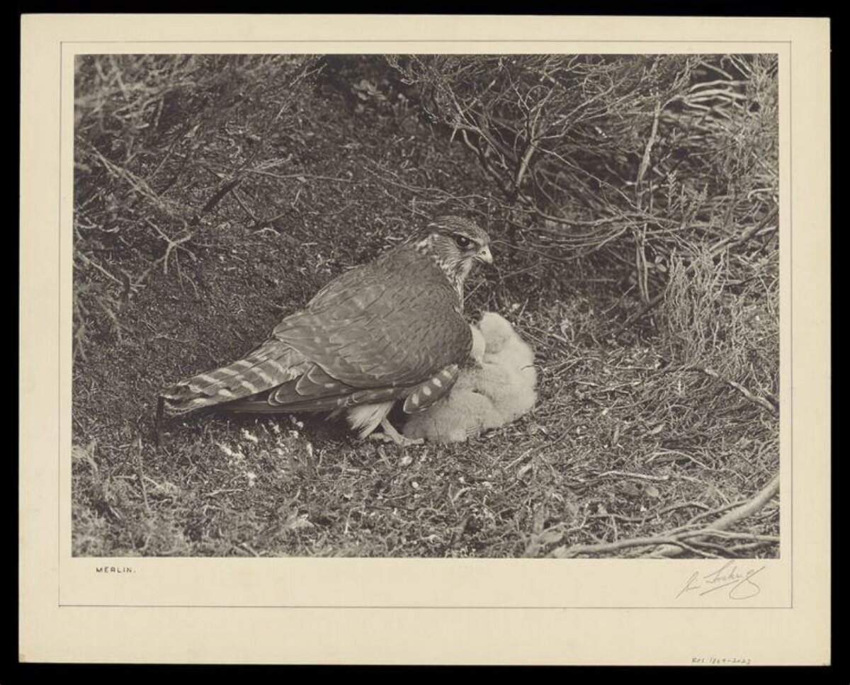 Merlin Falcon With Chick At Nest