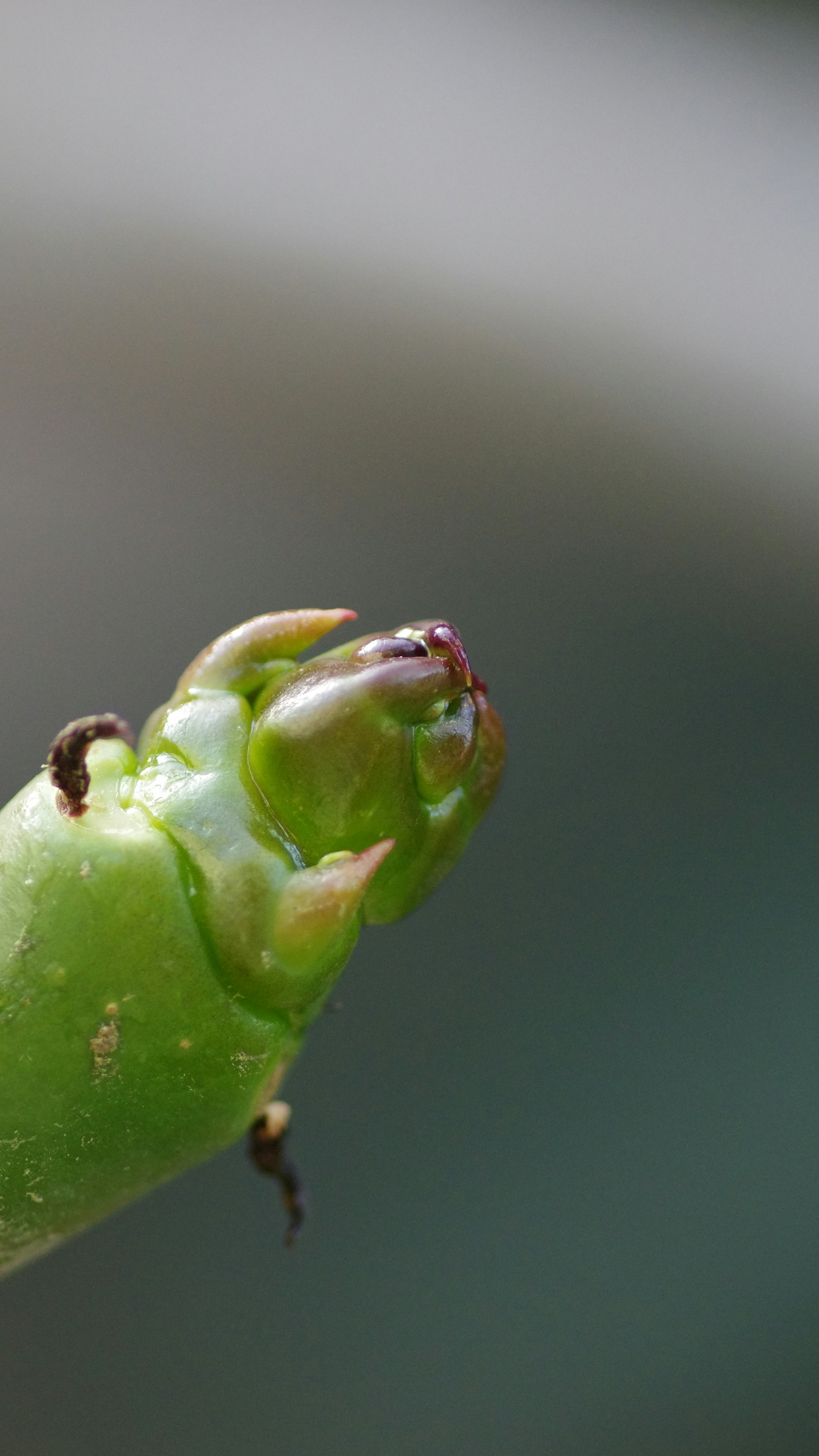 Close-up of a Green Caterpillar Head