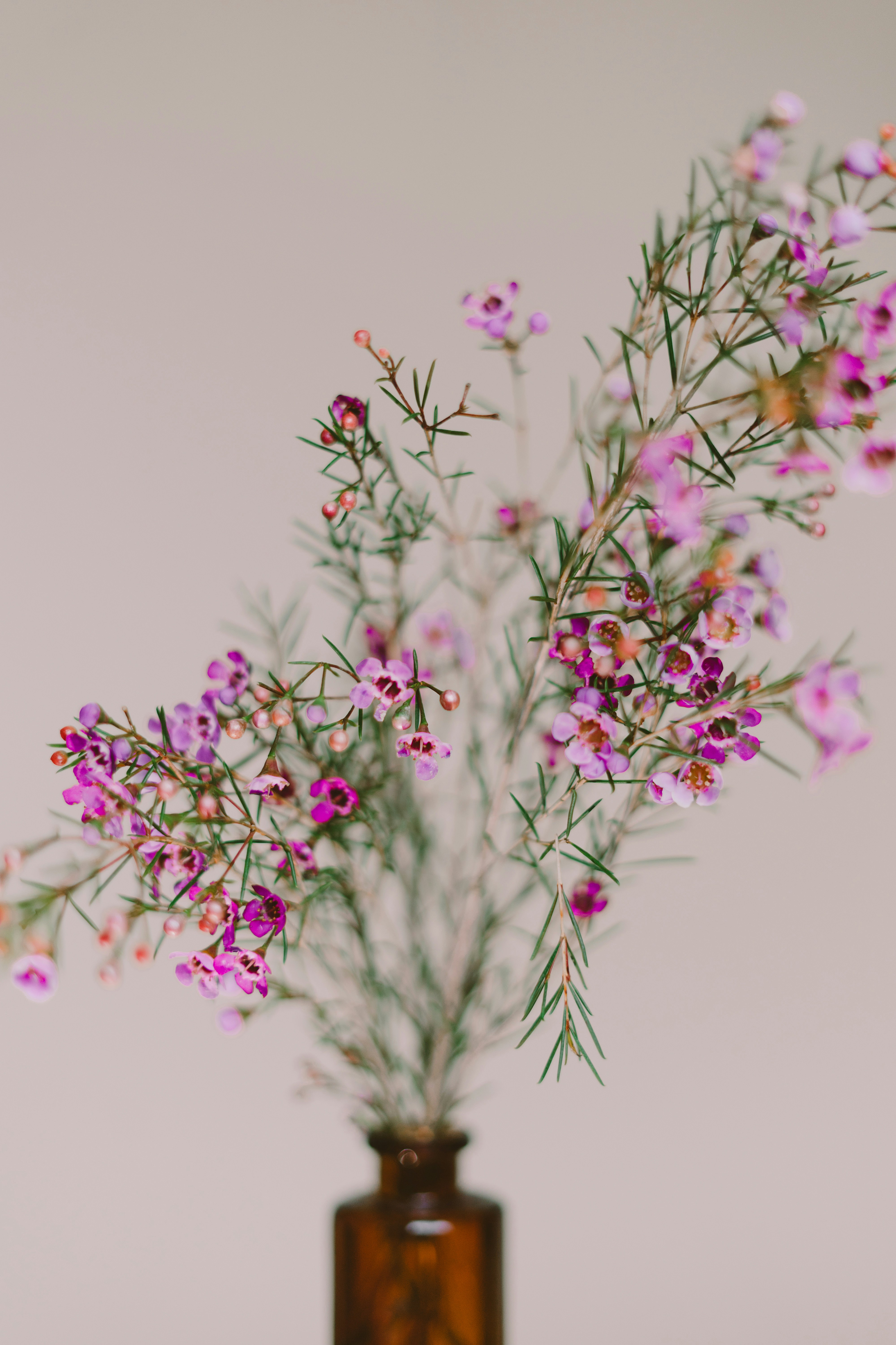 Pink Purple Wax Flowers in Amber Vase