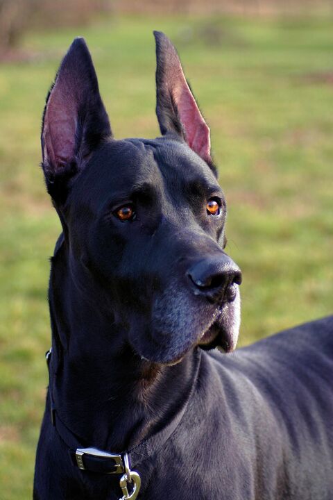 Black Great Dane Outdoor Portrait