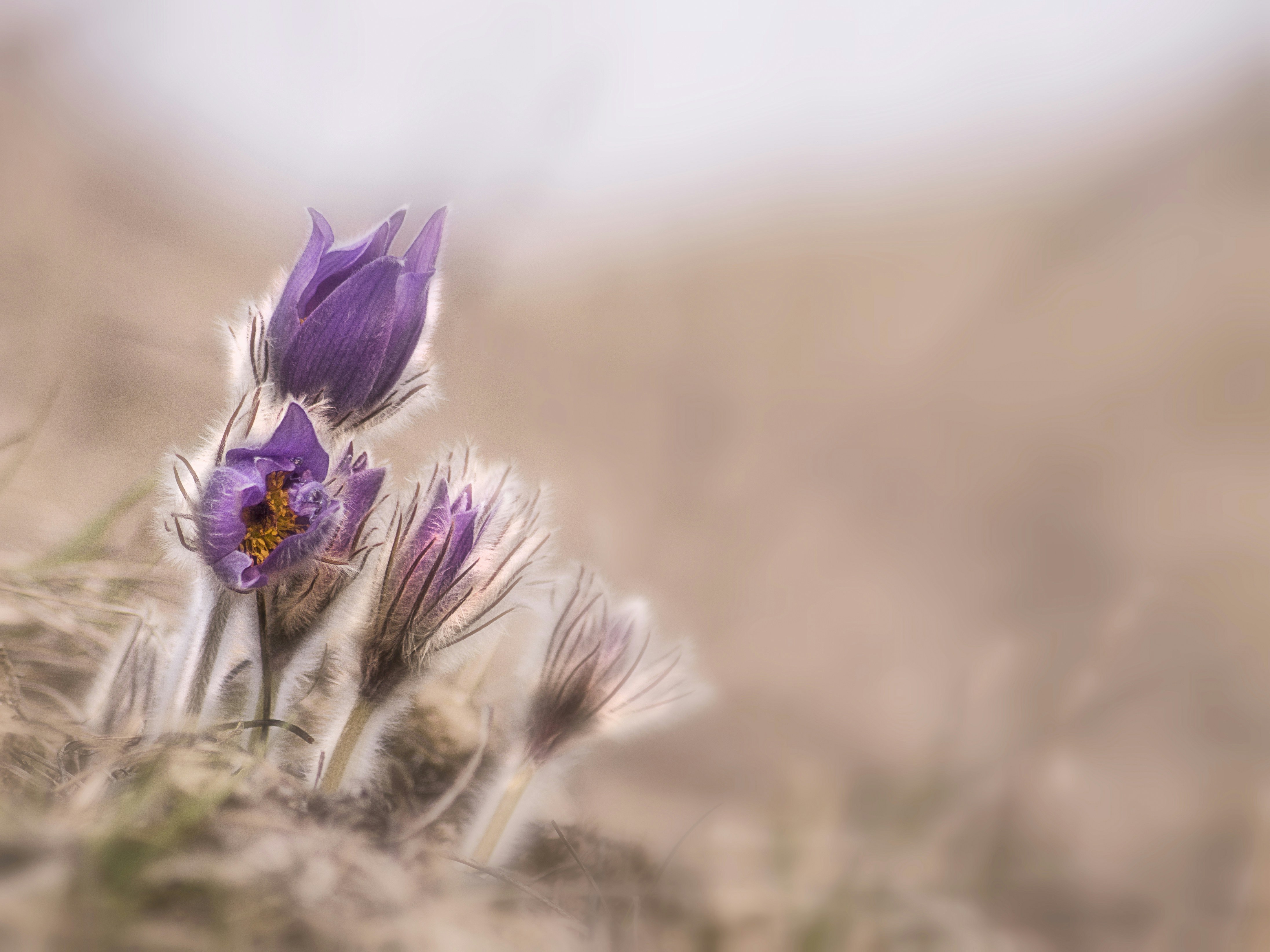 Blooming Purple Pasque Flowers