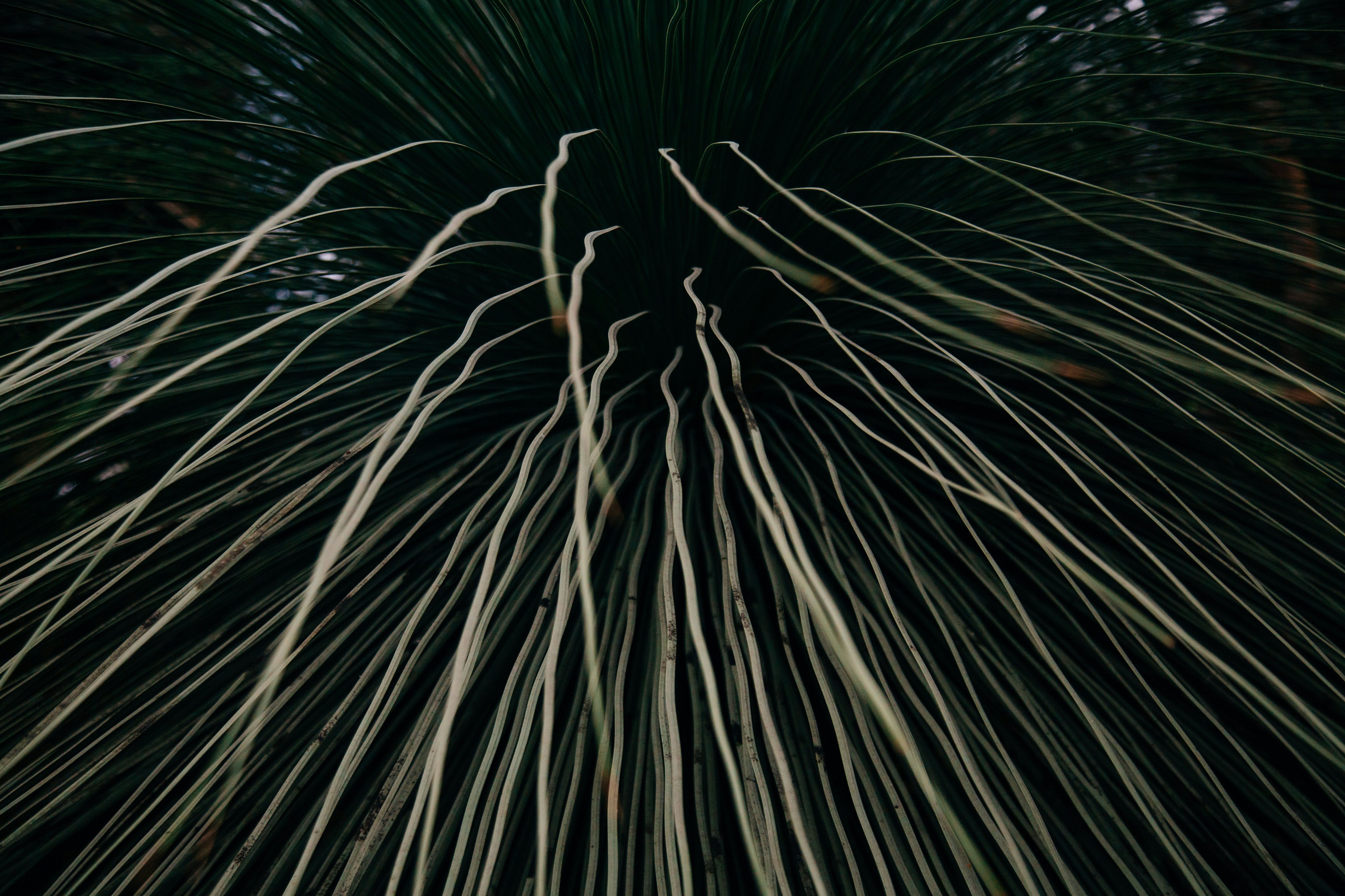 Close-up of Radial Plant Leaves