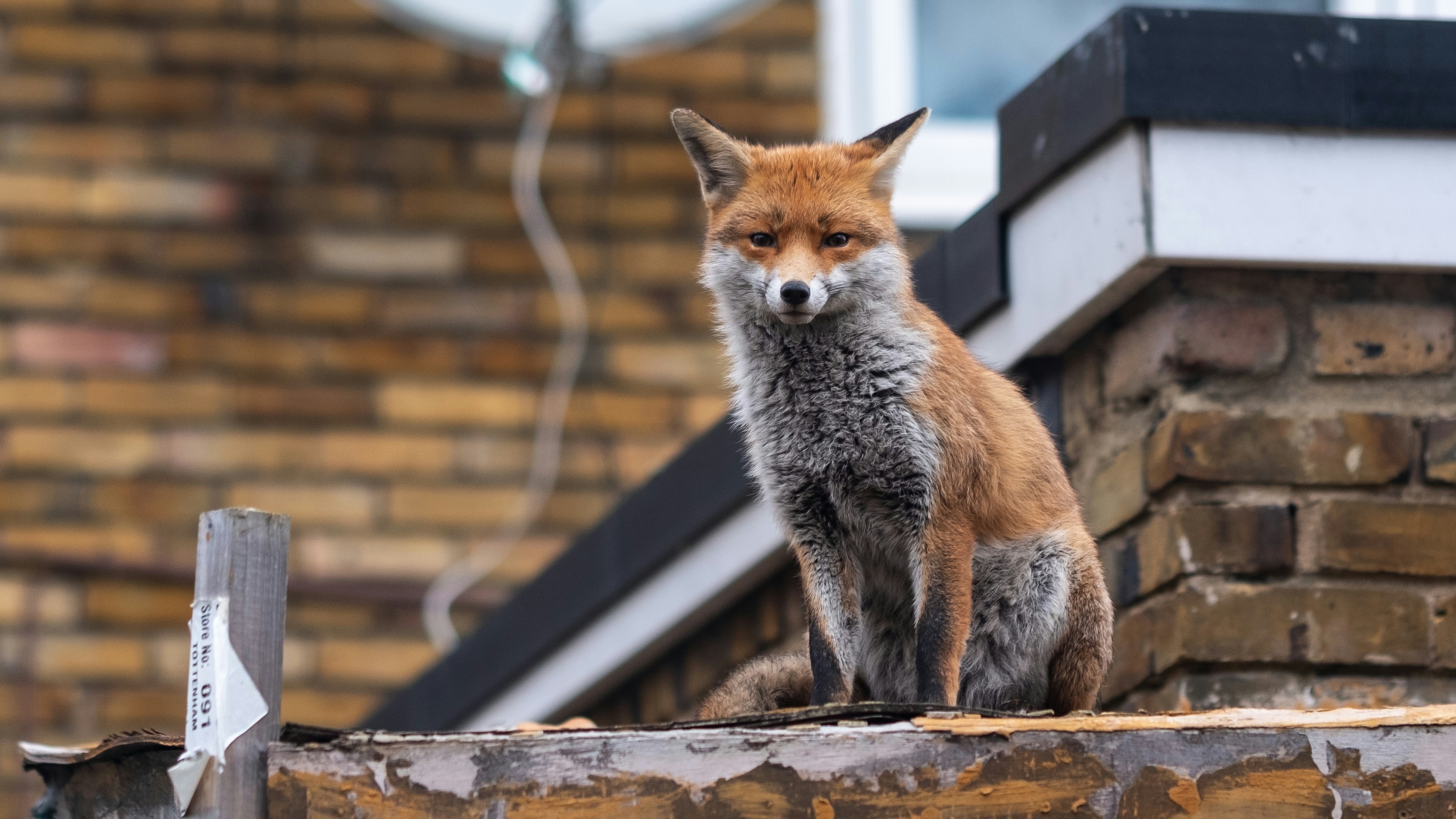 Red Fox on Urban Rooftop