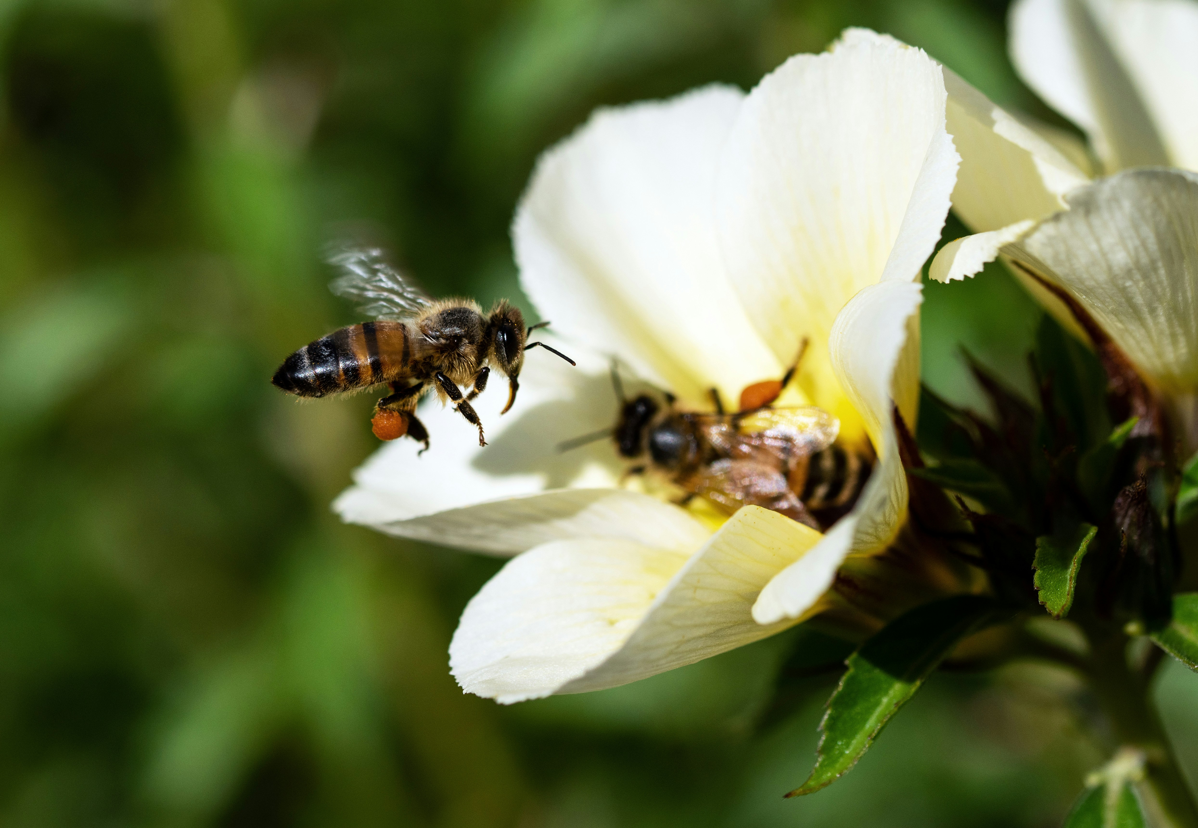 Two Bees Foraging on White Flower